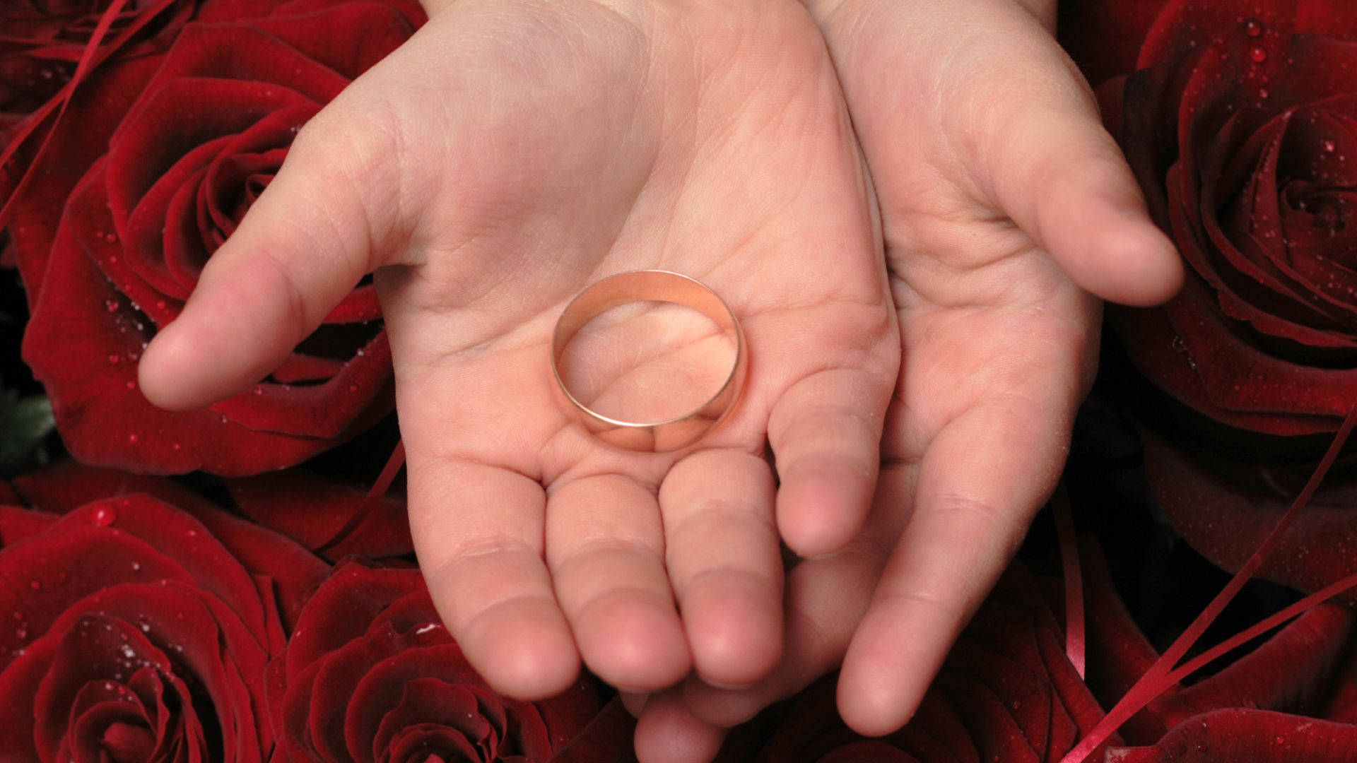 高清 桌布 壁紙 — 兩隻手捧著一枚玫瑰金結婚戒指，背景是帶有露珠的深紅玫瑰。