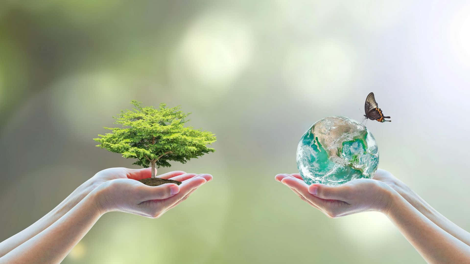 樹木 桌布 壁紙 — 兩隻手捧著一棵小樹和一個玻璃球體，上面棲息著一隻蝴蝶，背景是柔和的綠色散景。