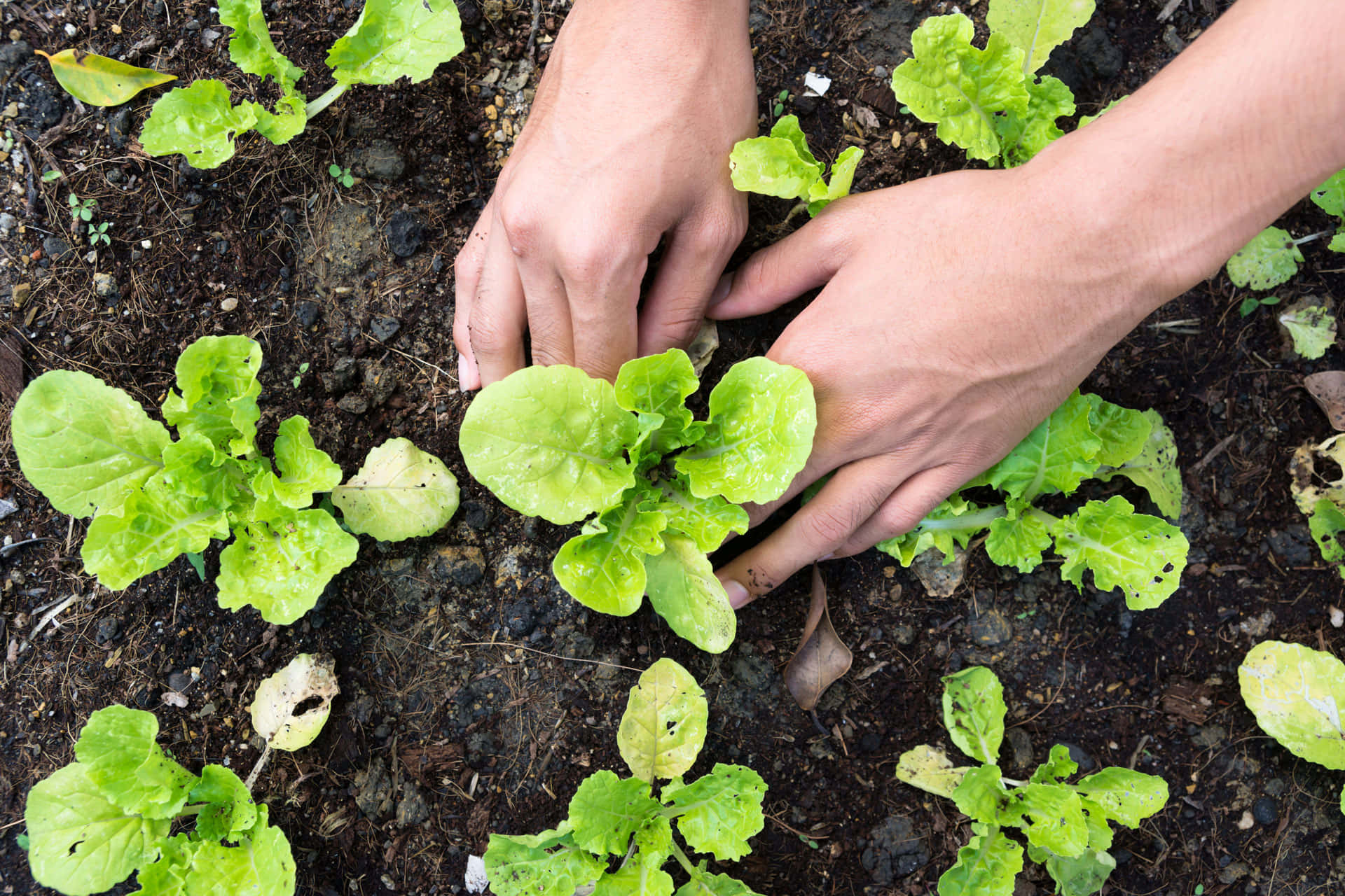 Gardening 桌布 壁紙 — 兩隻手溫柔地照料著生長在肥沃深色土壤中的嫩綠生菜苗。