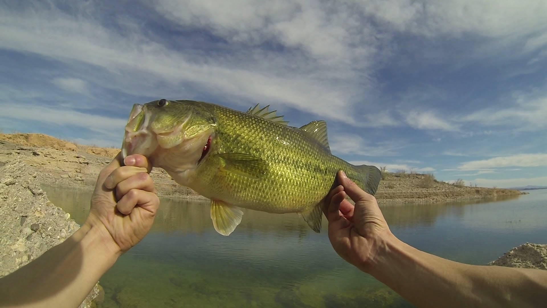 Largemouth Bass 桌布 壁紙 — 兩隻手自豪地舉起一條大綠鱸魚，在清澈的水面上，藍天白雲。