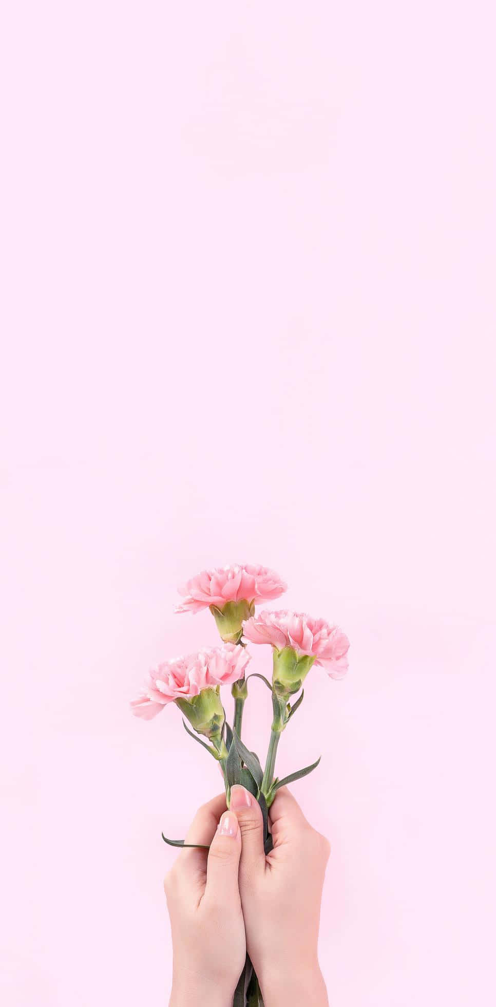 Aesthetic Baby Pink 桌布 壁紙 — 兩隻手輕輕捧著一小束粉紅色康乃馨，背景是柔和的粉紅色。