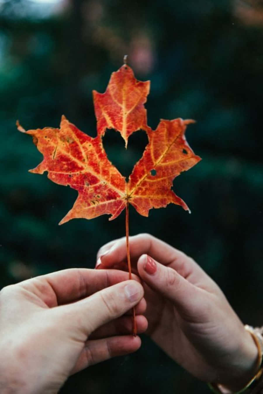 Maple Leaf 桌布 壁紙 — 兩隻手輕輕捧著一片鮮紅的楓葉，葉上有一個自然形成的心形孔洞，背景是模糊的綠色。