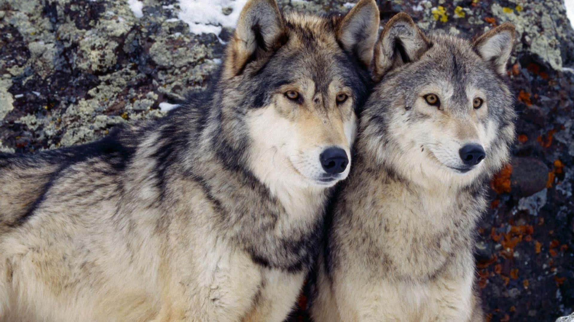 Cute Wolves 桌布 壁紙 — 兩隻擁有厚實灰色和棕色毛髮的狼緊貼著坐在一塊長滿地衣、帶有雪斑的岩壁上。
