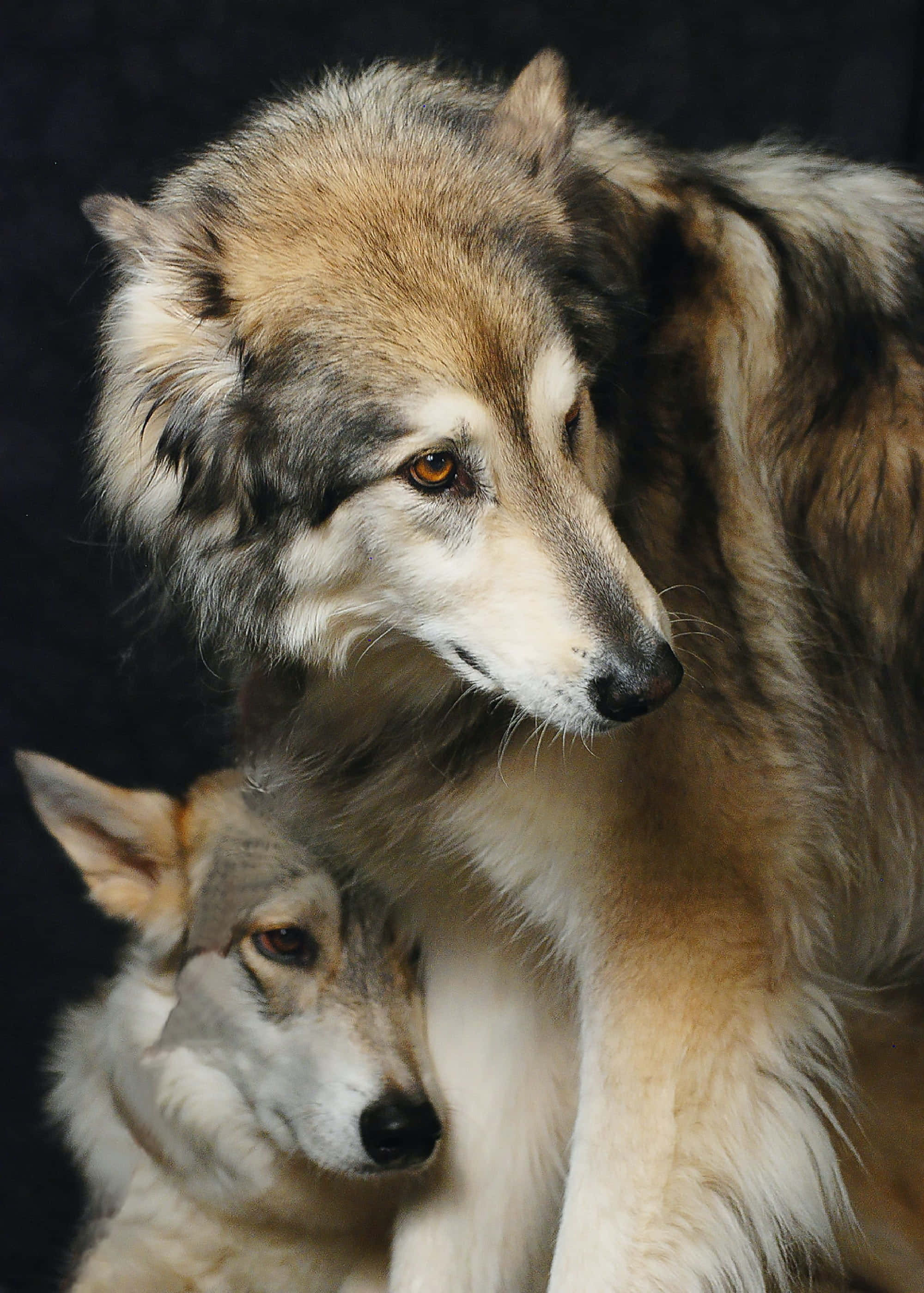 狼 桌布 壁紙 — 兩隻擁有厚實灰色和白色毛皮的狼在黑暗背景下專注地凝視，一隻在另一隻下方休息。