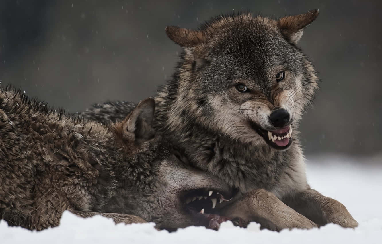 Angry Wolf 桌布 壁紙 — 兩隻擁有厚實灰色毛皮的狼在深雪中休息，其中一隻露出牙齒咆哮，雪花在它們周圍飄落。