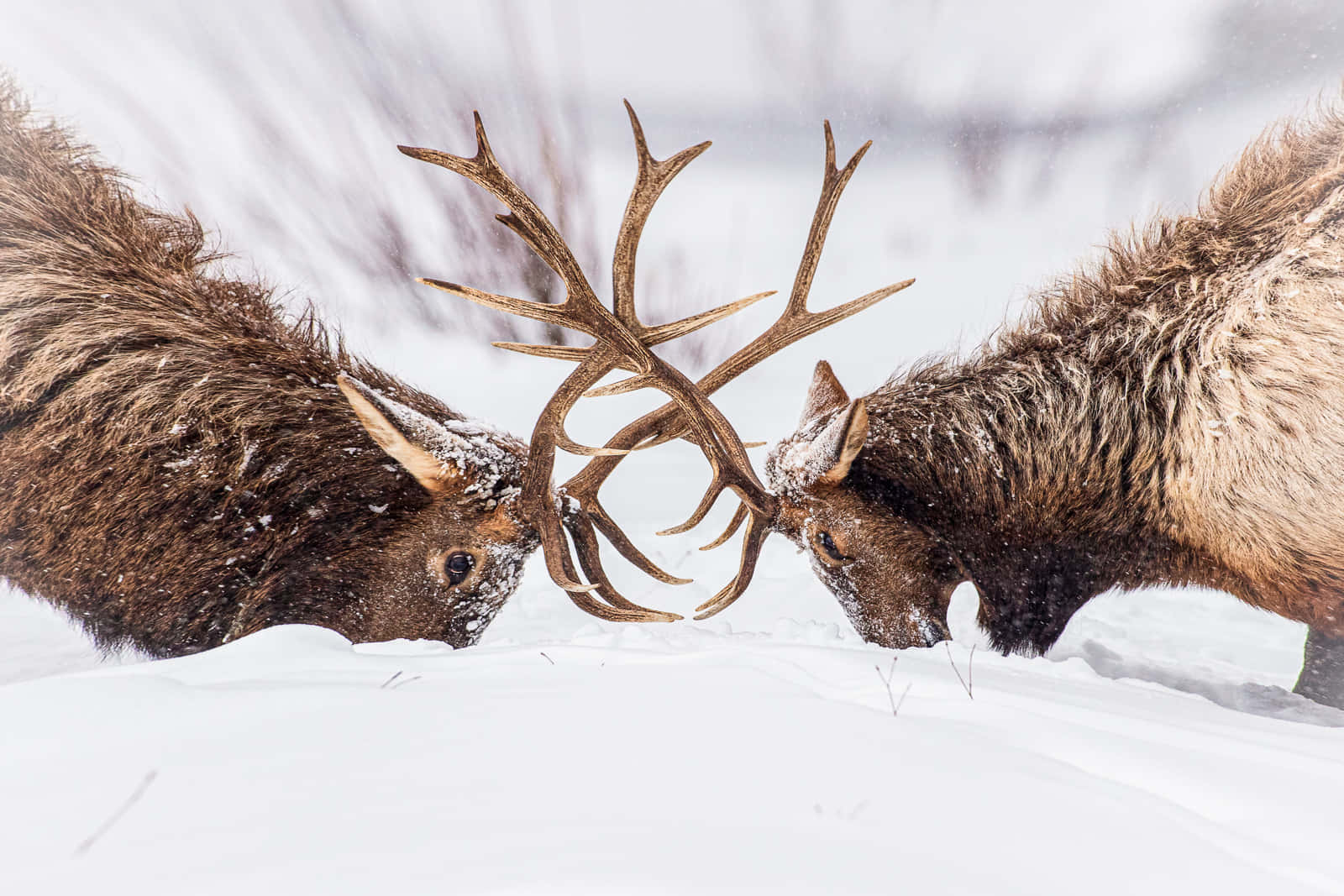Elk 桌布 壁紙 — 兩隻擁有巨大鹿角的雄偉麋鹿在白雪皚皚的冬季景觀中頭部相撞，雪花圍繞著它們強壯的身軀旋轉。