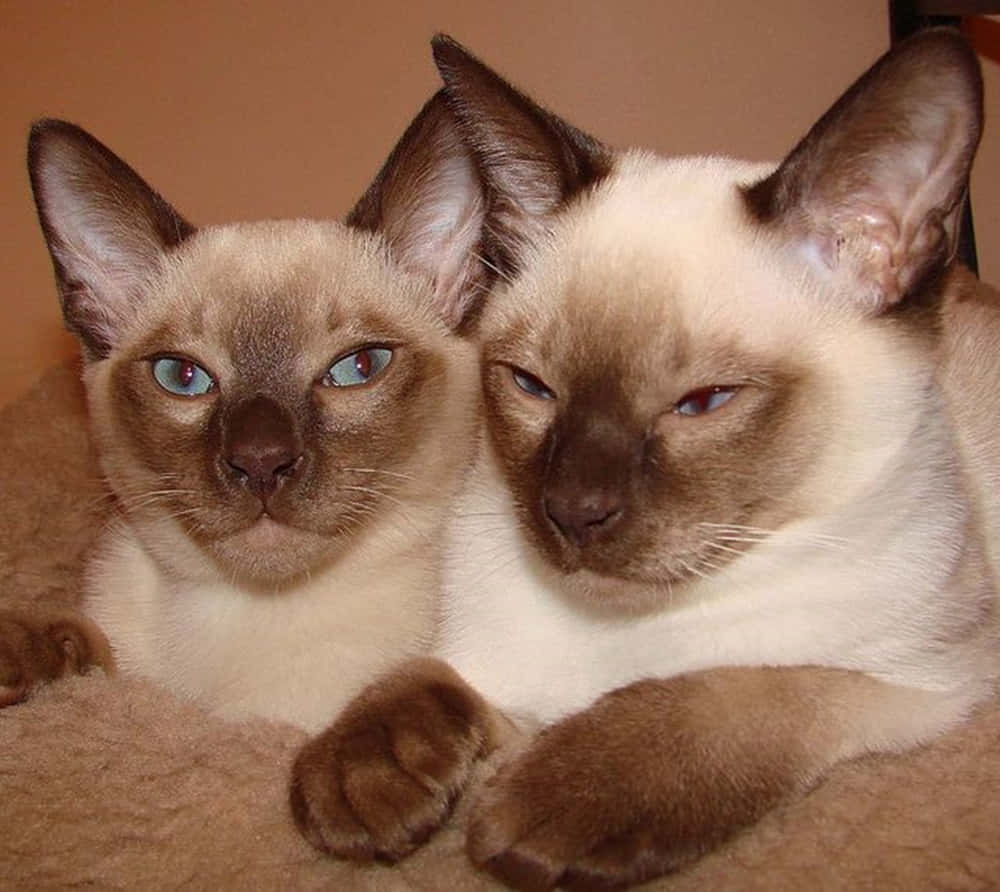 Tonkinese 桌布 壁紙 — 兩隻擁有引人注目藍眼睛的暹羅貓，緊緊依偎在一張柔軟的米色毯子上，一隻向前凝視，另一隻則以平靜的表情向下看。