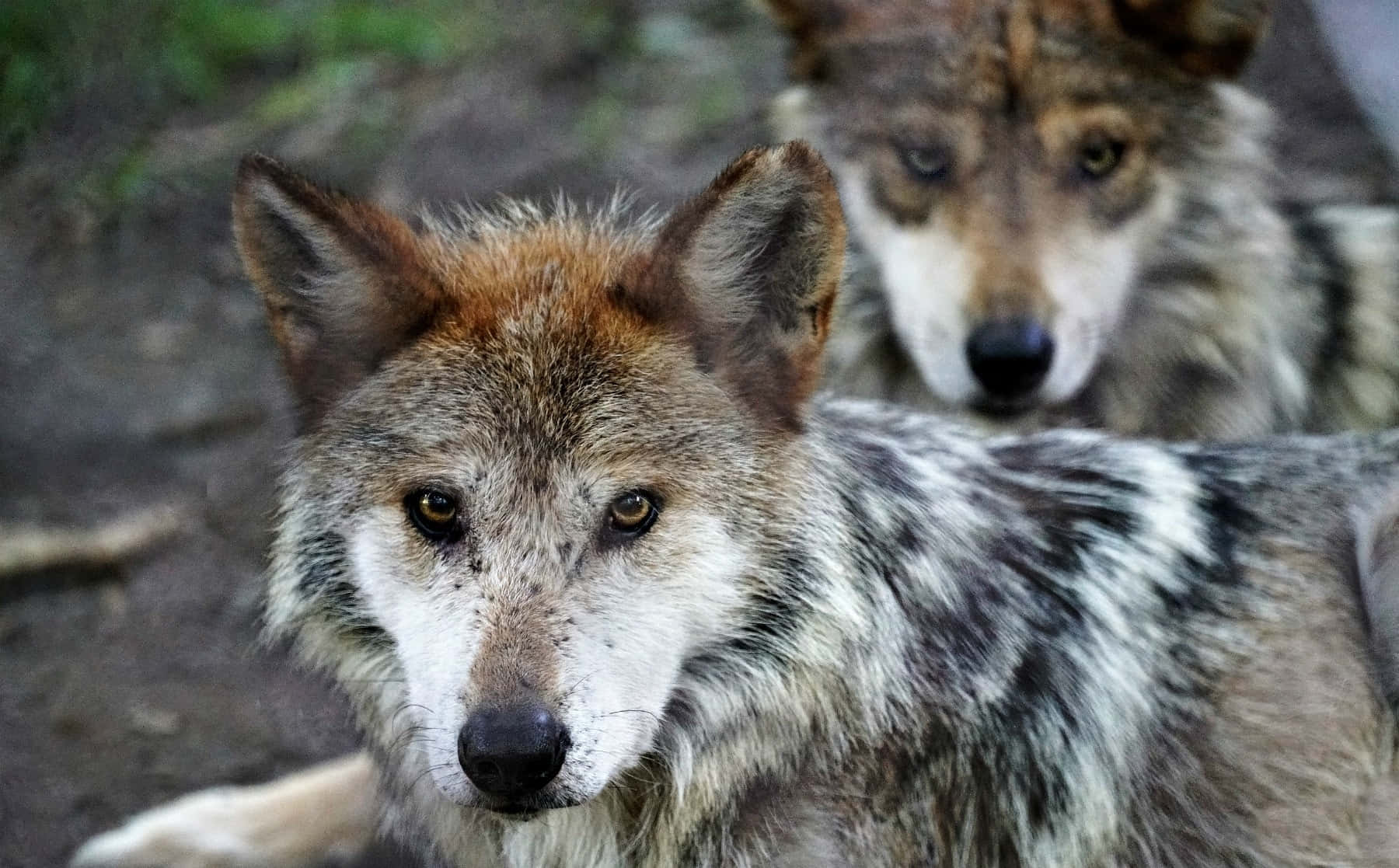 Mexican Wolf 桌布 壁紙 — 兩隻擁有強烈琥珀色眼睛的狼在森林環境中，柔和自然光線下向前凝視。