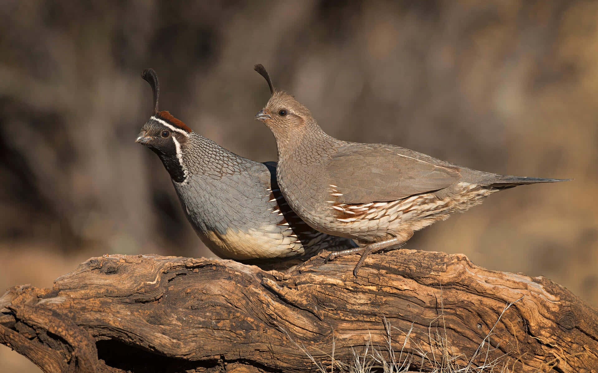 Quail 桌布 壁紙 — 兩隻擁有獨特冠羽的鵪鶉並排棲息在一個乾燥、陽光明媚的景觀中的風化木頭上。