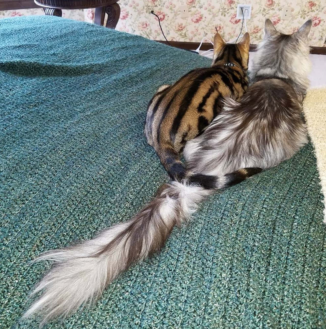 Cat Tail 桌布 壁紙 — 兩隻擁有蓬鬆尾巴的貓咪並排坐在藍綠色紋理毯子上，背對鏡頭。