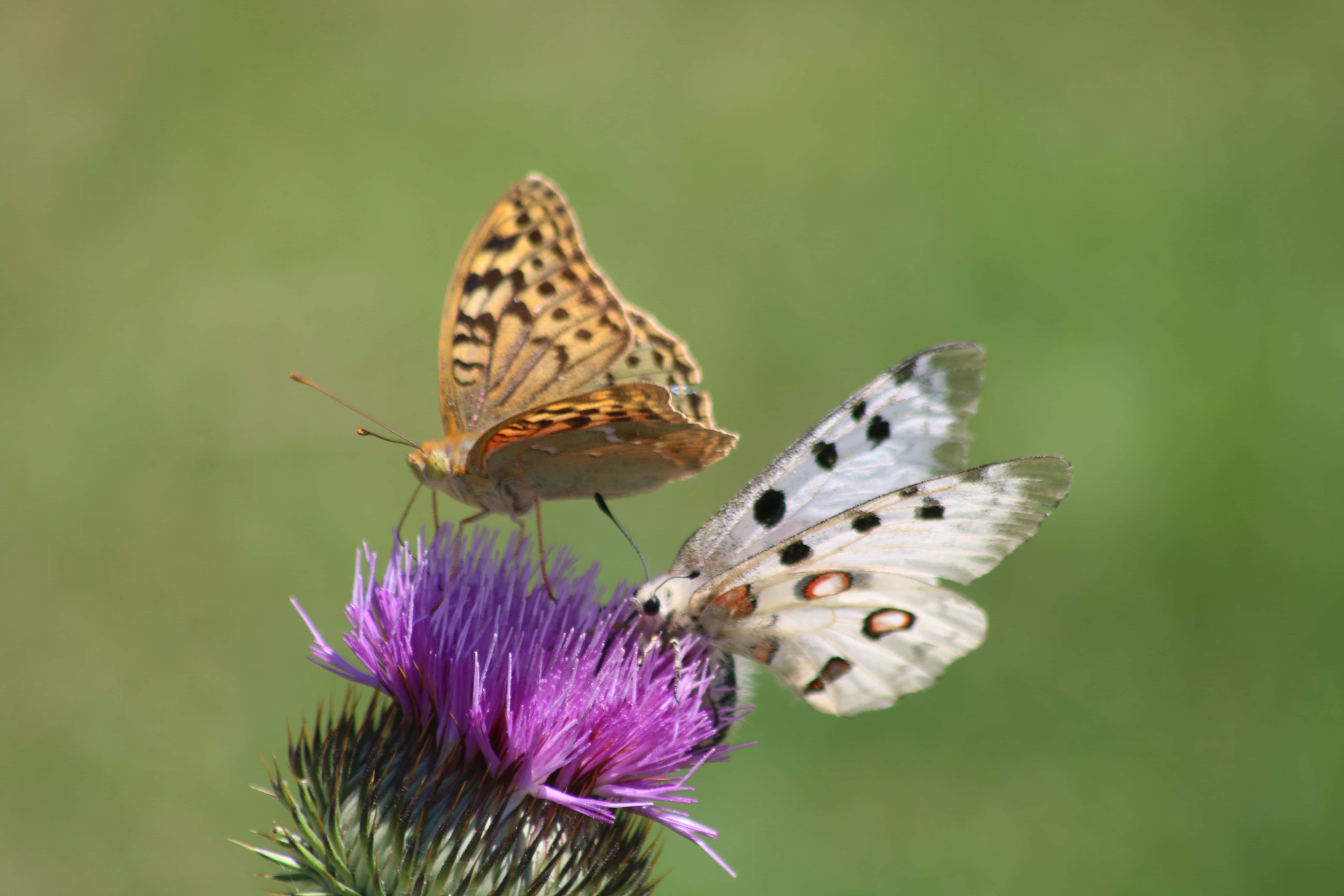Butterflies 桌布 壁紙 — 兩隻擁有複雜翅膀圖案的蝴蝶，在柔和的綠色背景下，優雅地停在一朵鮮豔的紫色薊花上。
