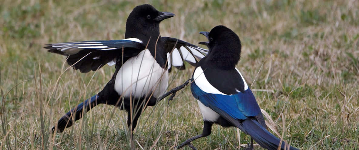 Magpies And Crows 桌布 壁紙 — 兩隻擁有黑色、白色和藍色羽毛的喜鵲在草地上衝突。