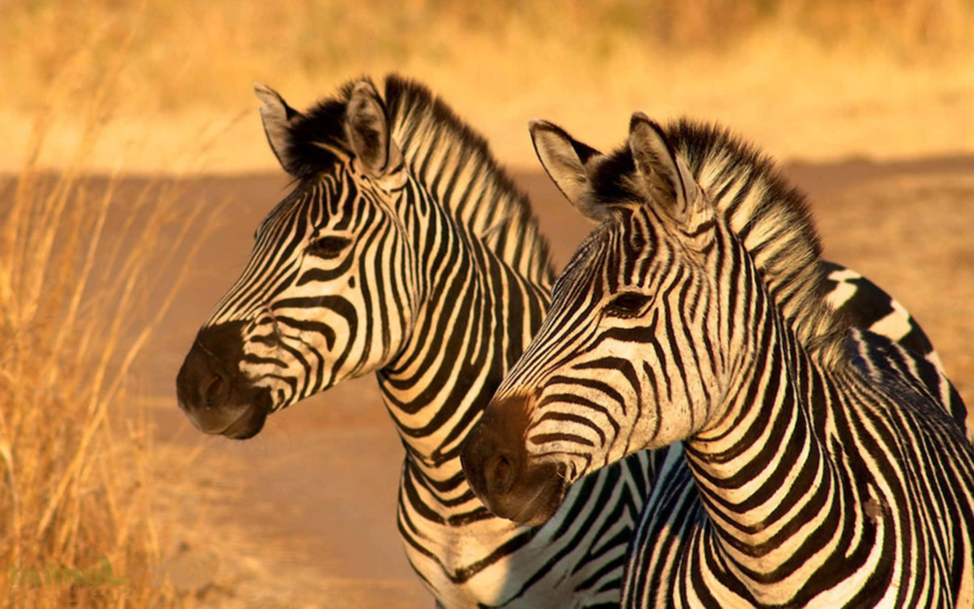 Zebra 桌布 壁紙 — 兩隻斑馬並肩站在金色草地上，在溫暖陽光下展現鮮明的黑白條紋。