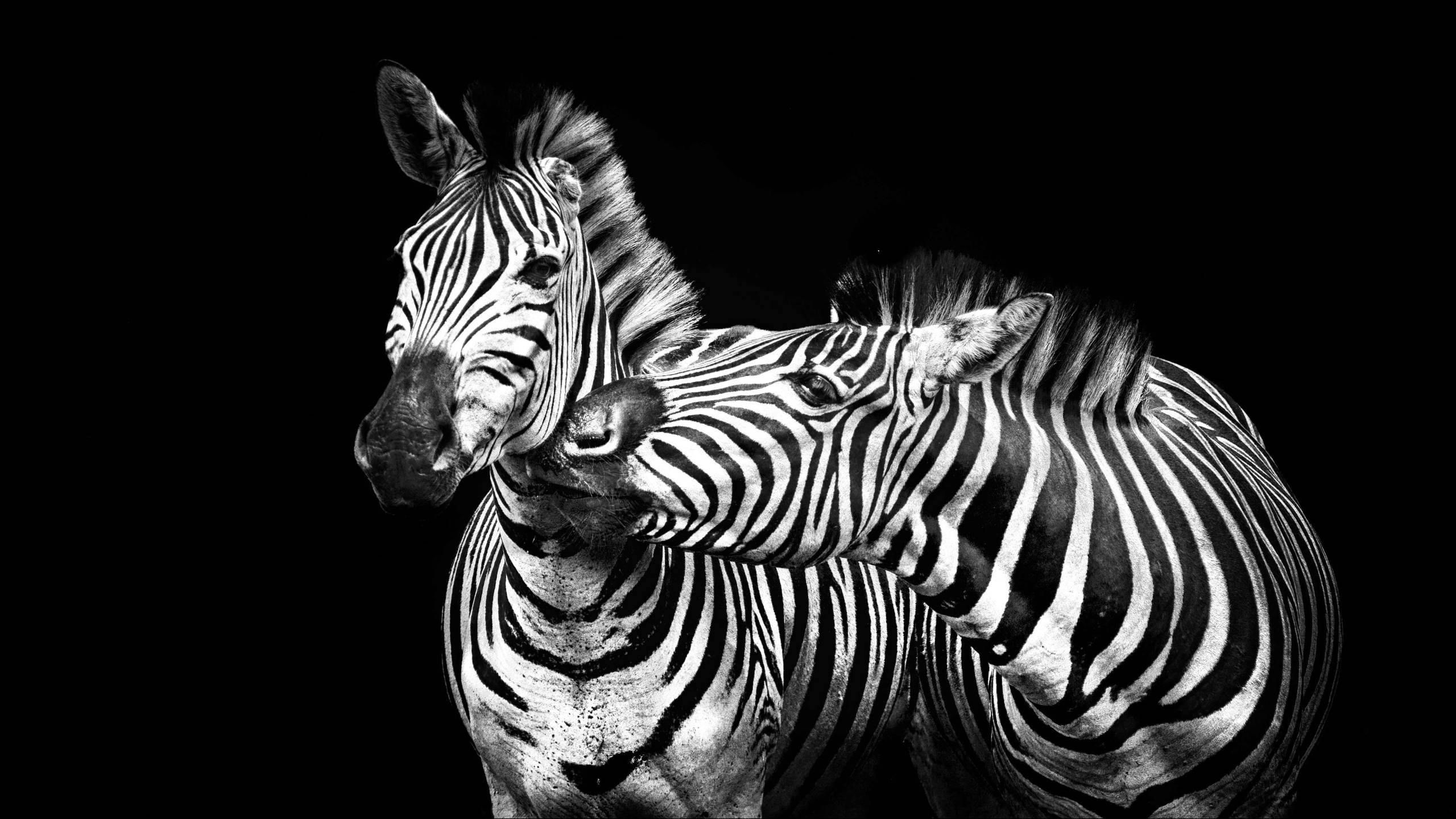 Zebra 桌布 壁紙 — 兩隻斑馬以黑白姿態親密地擺姿勢，背景為純黑色，牠們的條紋皮毛形成鮮明對比。