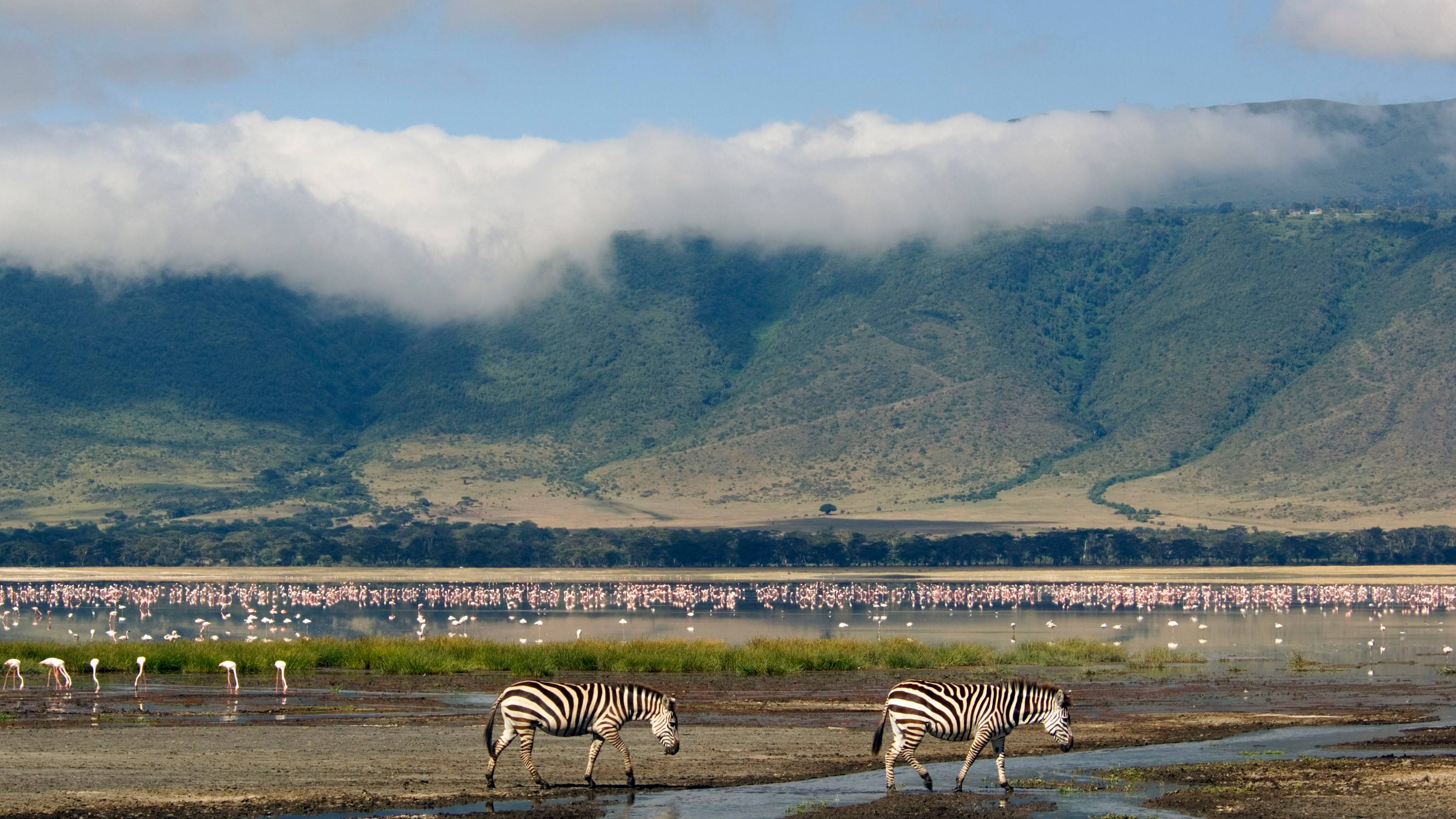 Tanzania 桌布 壁紙 — 兩隻斑馬在淺水中行走，附近有一大群紅鸛，背景是霧氣瀰漫的山巒。