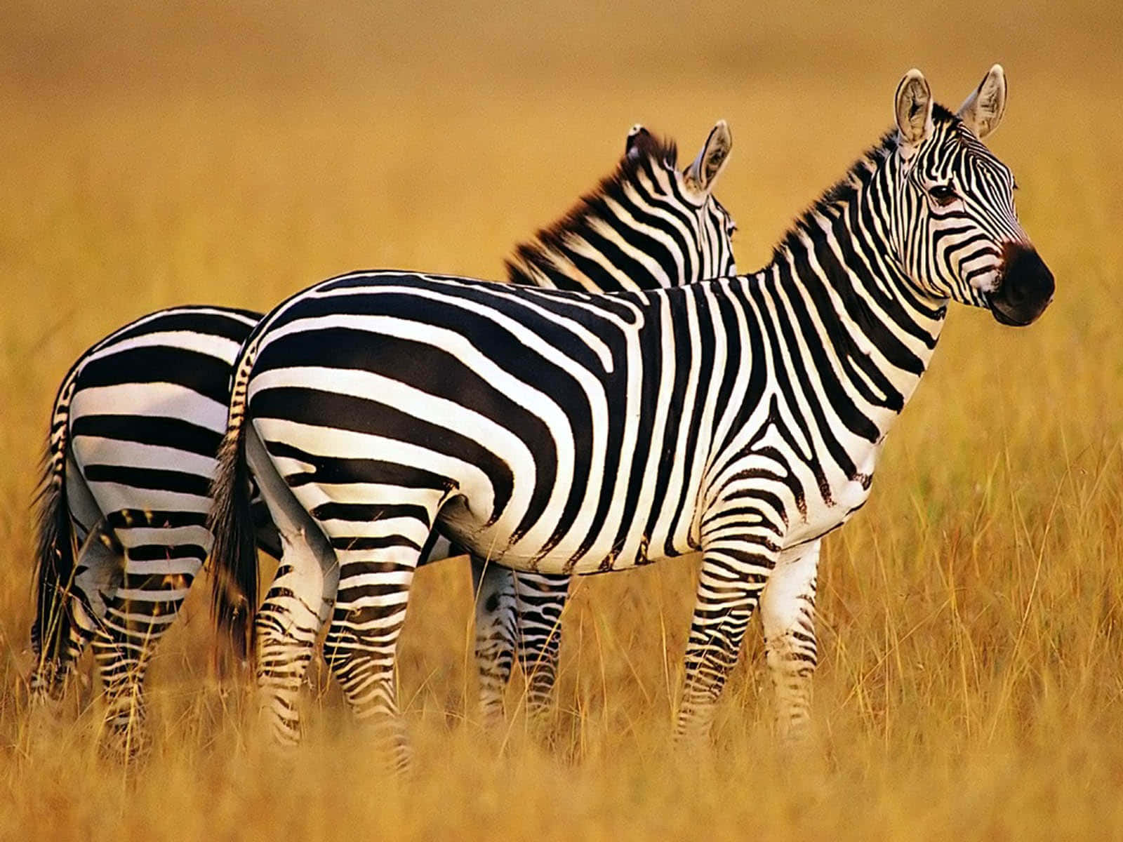 Zebra 桌布 壁紙 — 兩隻斑馬在溫暖陽光下警覺地站在高高的金色草叢中，黑白分明的條紋與大地色調形成對比。