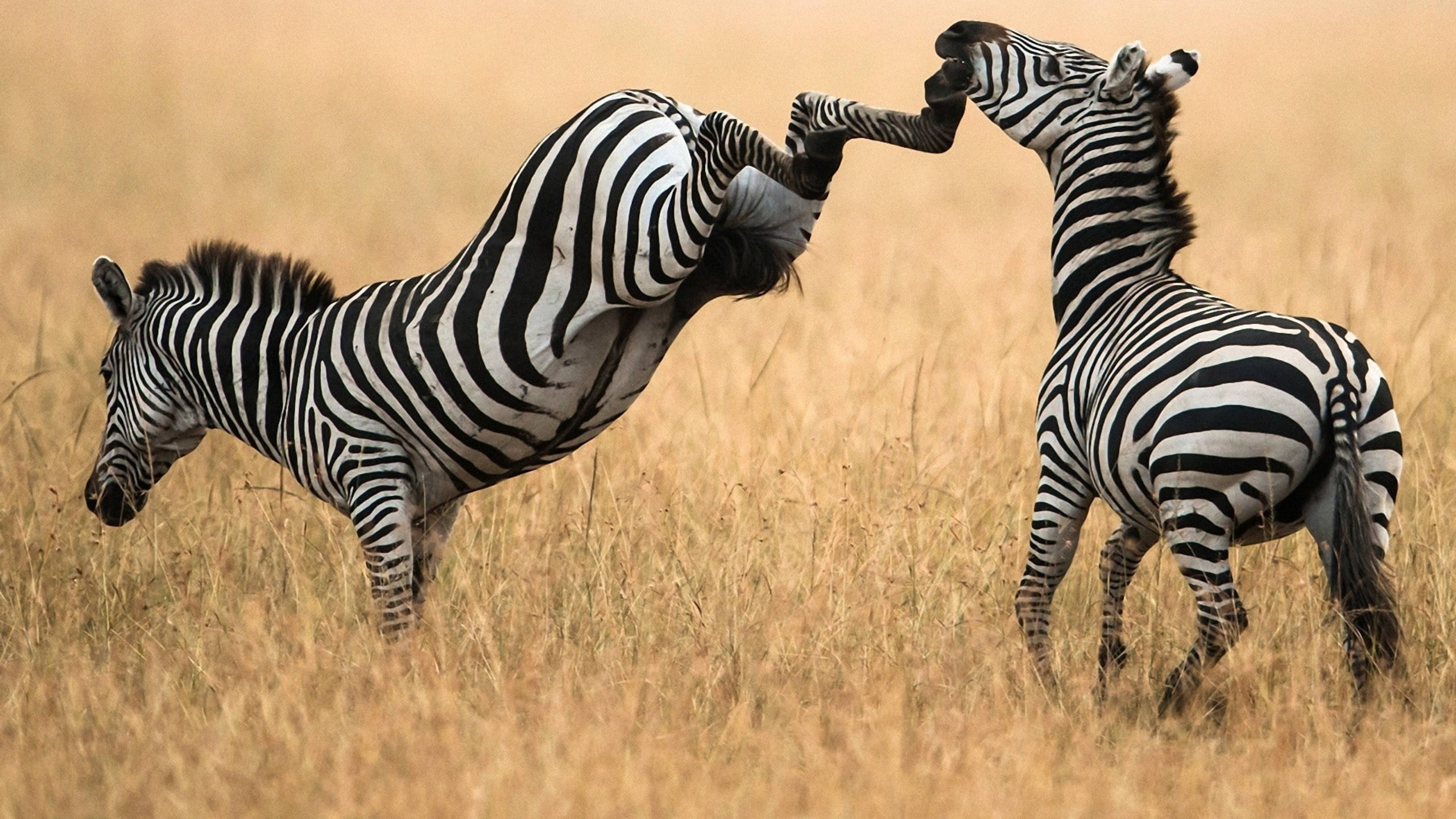 Zebra 桌布 壁紙 — 兩隻斑馬在金色大草原的草地上，於明亮的日光下激烈地角力。