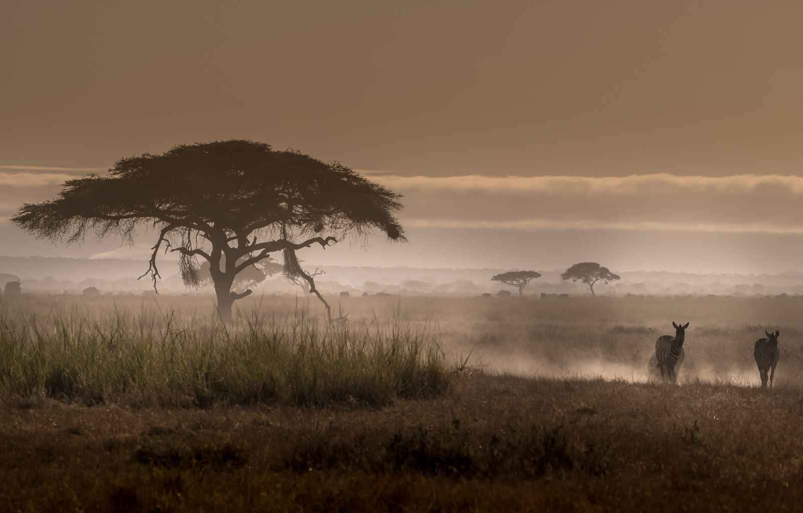 Kenya 桌布 壁紙 — 兩隻斑馬在黎明時分穿過薄霧籠罩的稀樹草原草地，靠近一棵孤獨的金合歡樹。