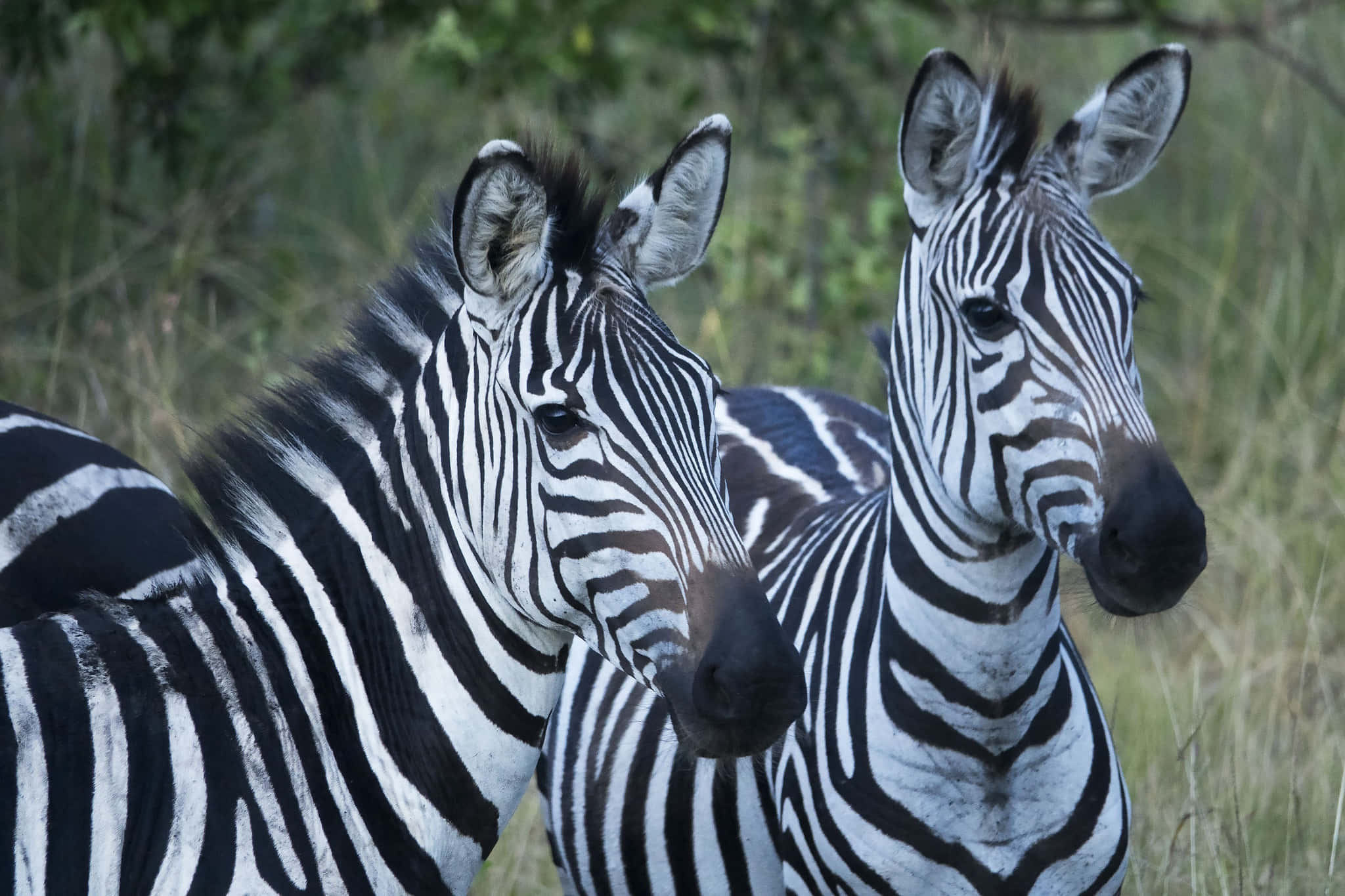 Zebra 桌布 壁紙 — 兩隻斑馬帶有鮮明的黑白條紋，緊密地站在高草中，背後有模糊的綠色樹葉。