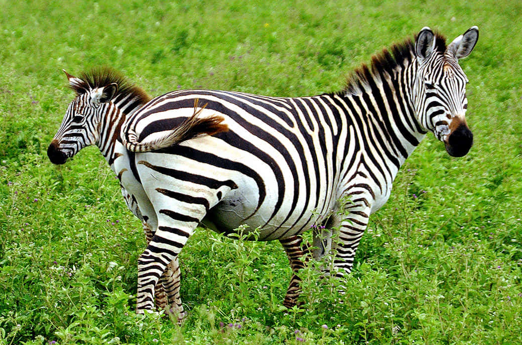 Zebra 桌布 壁紙 — 兩隻斑馬帶有鮮明的黑白條紋，緊密地站在茂密的綠色草地上。