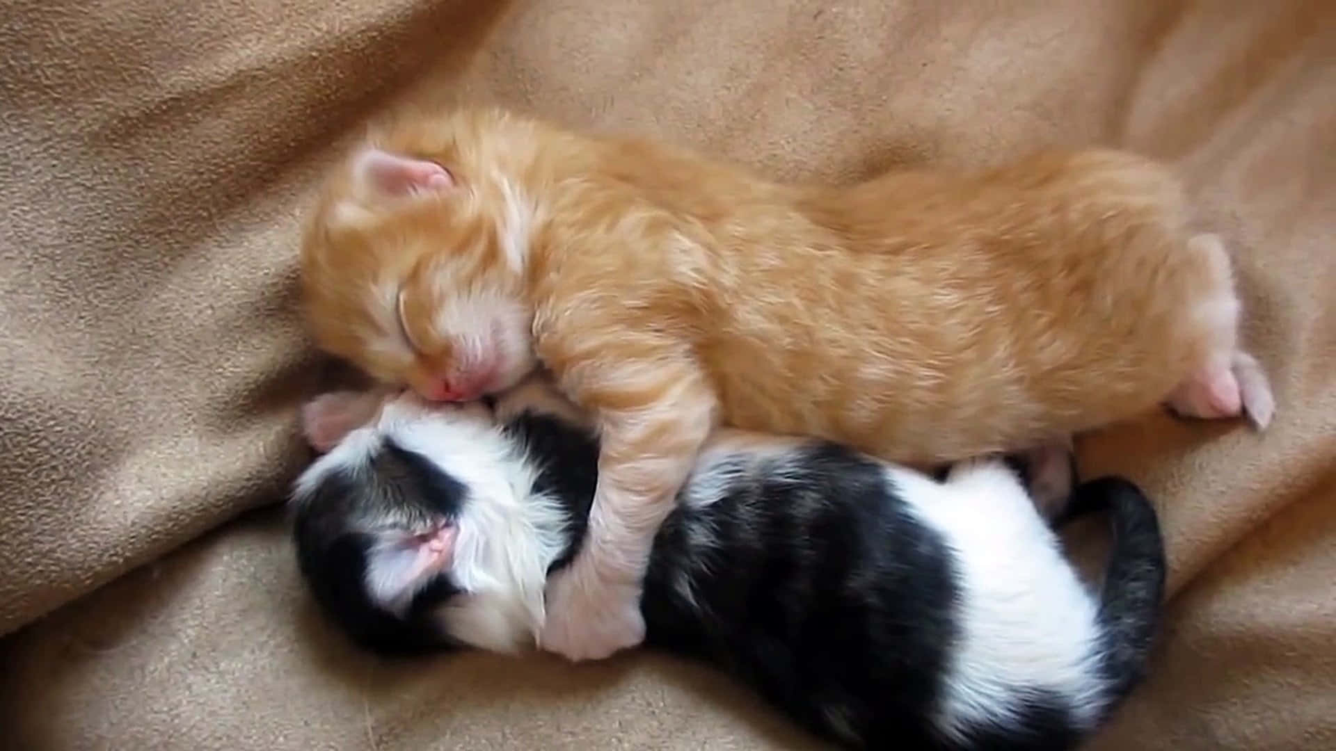 kittens 桌布 壁紙 — 兩隻新生小貓，一隻是薑黃色，一隻是黑白相間，蜷縮在柔軟的棕色毯子上一起入睡。