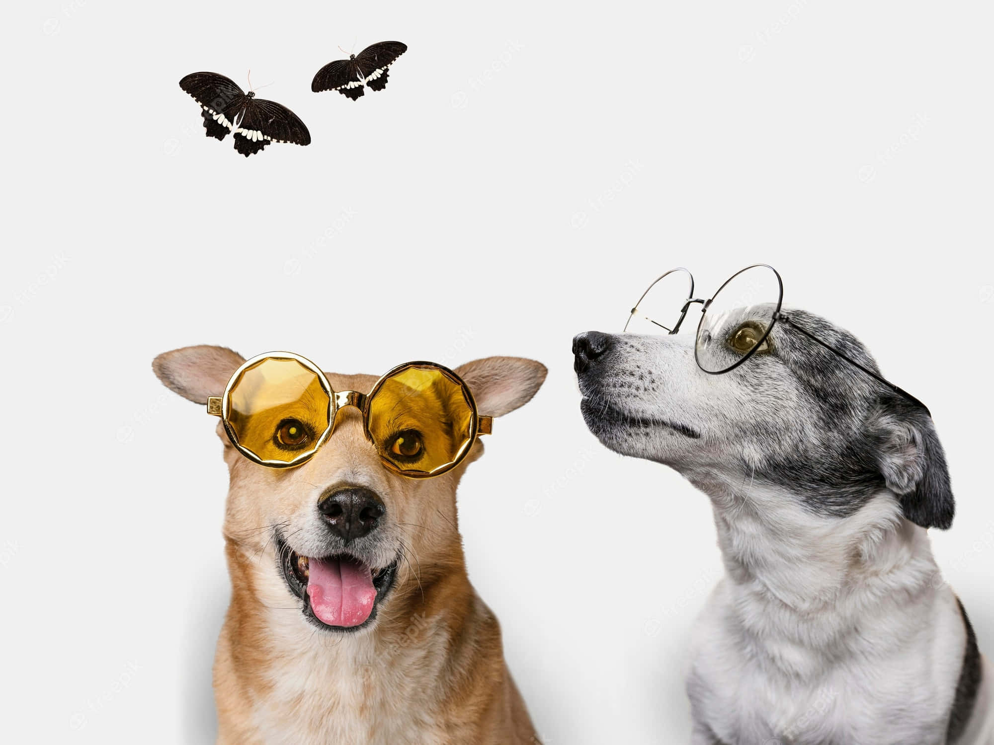 funny animals 桌布 壁紙 — 兩隻時尚的狗，一隻戴金色眼鏡，另一隻戴圓形眼鏡，抬頭望向兩隻黑色蝴蝶，背景是純白色。