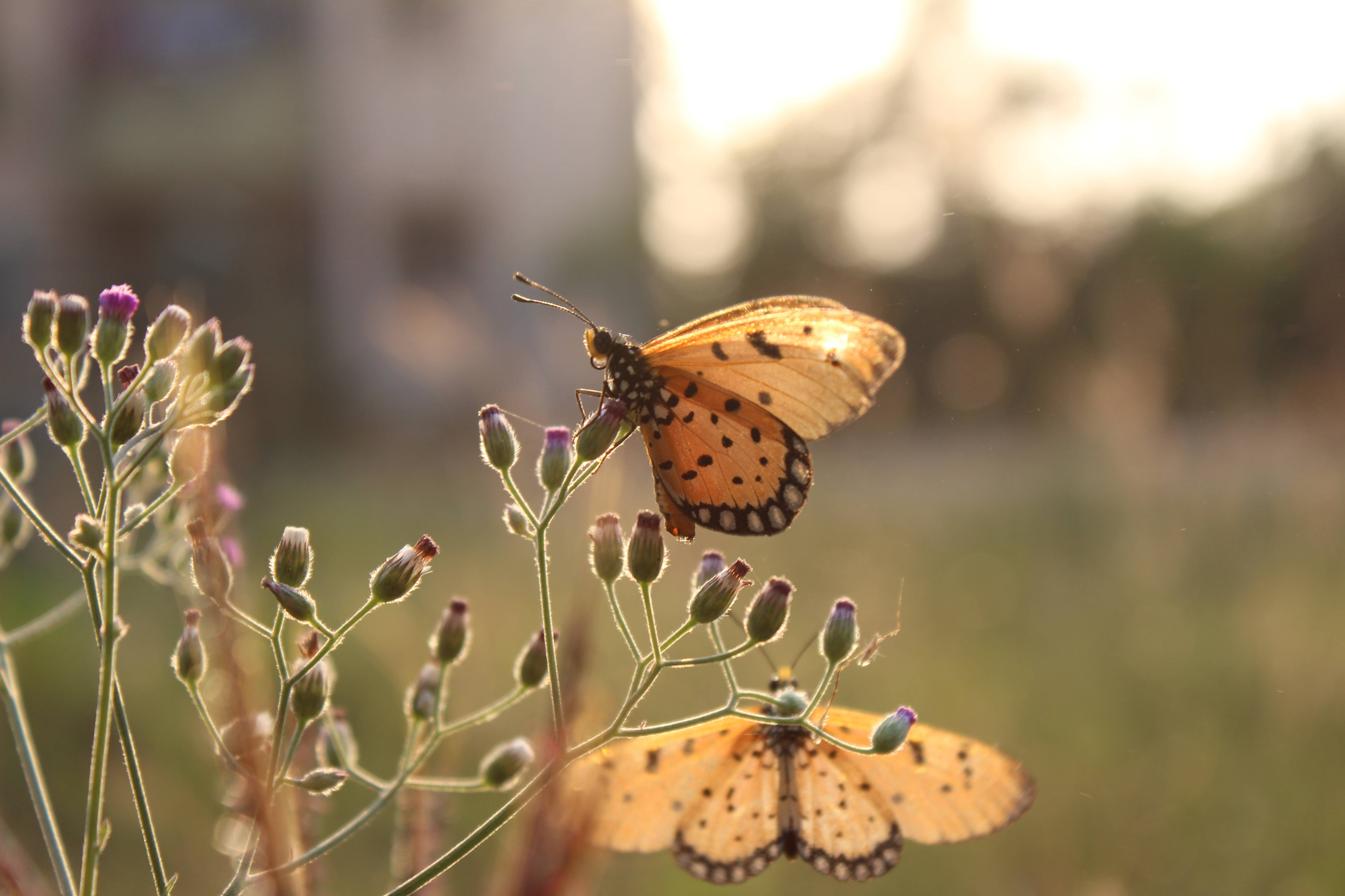 Butterflies 桌布 壁紙 — 兩隻有橙色斑點的蝴蝶，優雅地棲息在帶有紫色花蕾的纖細莖幹上，背景是柔和的金色日落。