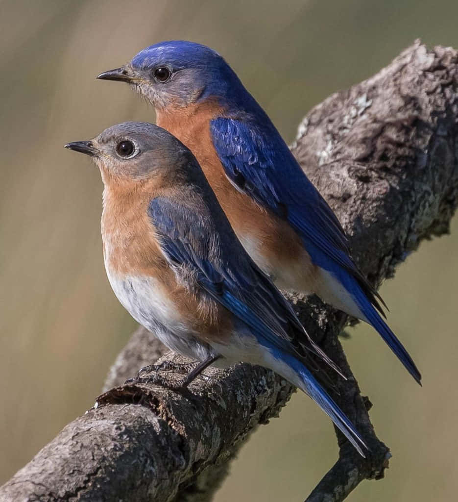 Bluebird 桌布 壁紙 — 兩隻東部藍鳥緊密地棲息在粗糙的樹枝上，展示鮮豔的藍色和鐵鏽橙色羽毛。