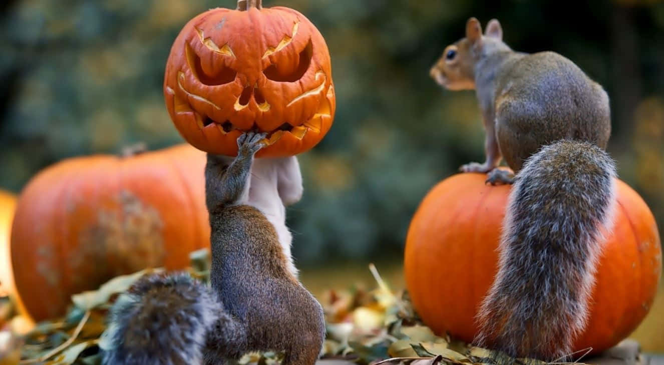 Halloween Pet Costumes 桌布 壁紙 — 兩隻松鼠與橙色南瓜互動，其中一隻在樹葉茂密的秋季環境中拿著雕刻的傑克南瓜燈。