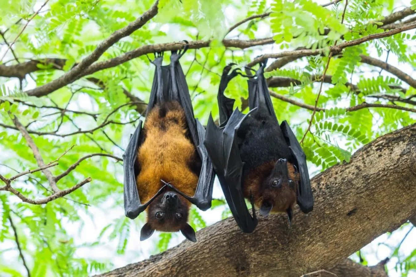 Bats 桌布 壁紙 — 兩隻果蝠倒掛在樹枝上，周圍是茂密的綠色樹葉。