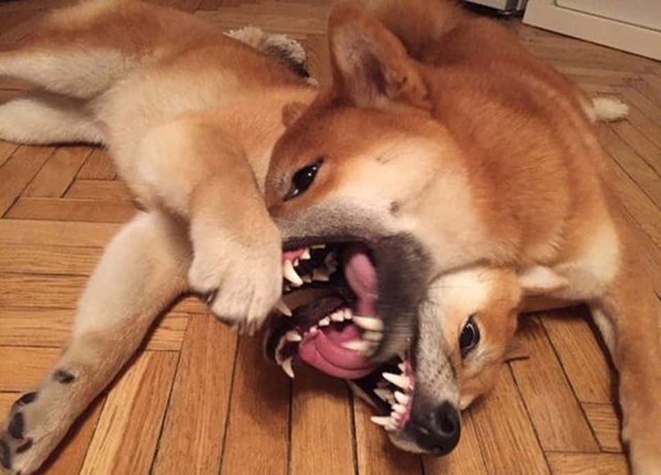 odd 桌布 壁紙 — 兩隻柴犬在木地板上張開嘴巴、露出牙齒，搞笑地扭打玩耍。
