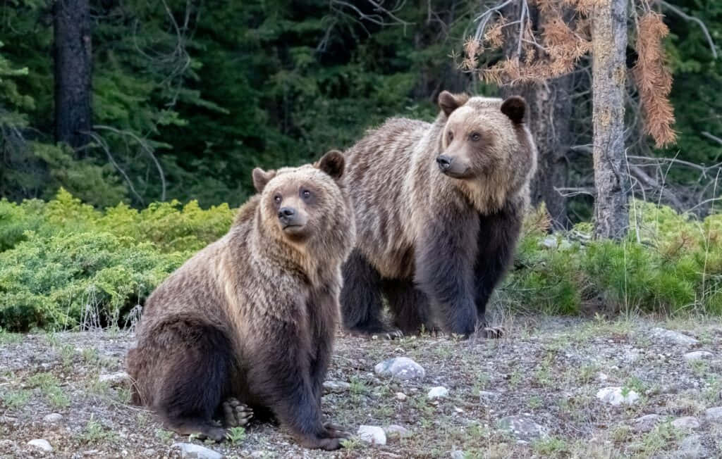 grizzly bear 桌布 壁紙 — 兩隻棕熊，一隻坐著一隻站著，在森林空地中，身後有綠色灌木和樹木。
