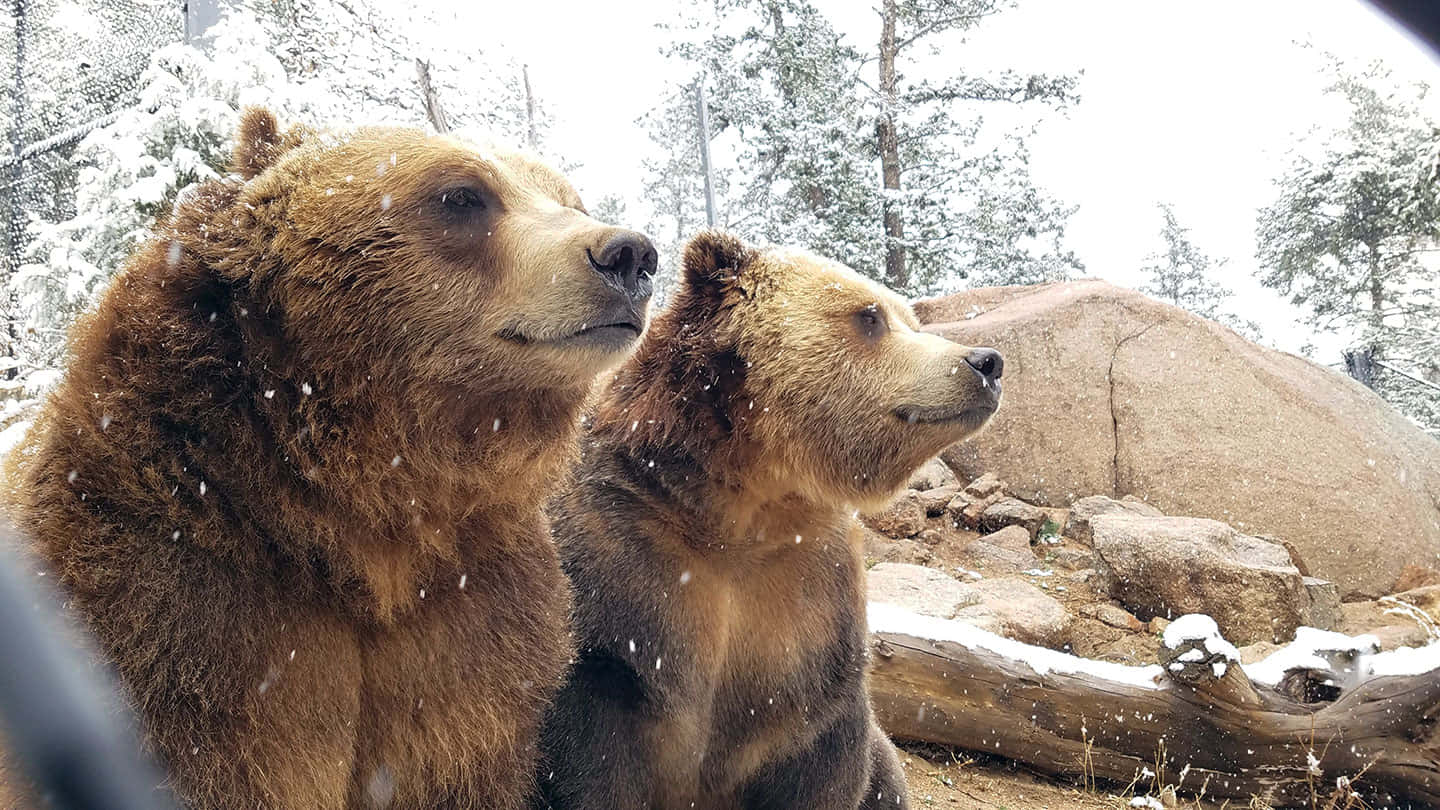 grizzly bear 桌布 壁紙 — 兩隻棕熊並肩坐在白雪皚皚的森林中，雪花在它們周圍飄落。