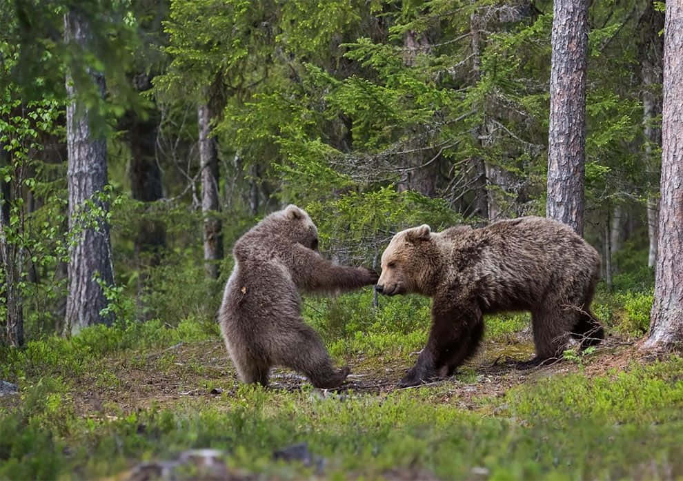 Wildlife Conservation 桌布 壁紙 — 兩隻棕熊在一個有高樹和柔軟苔蘚地面的茂密綠色森林中嬉戲互動。