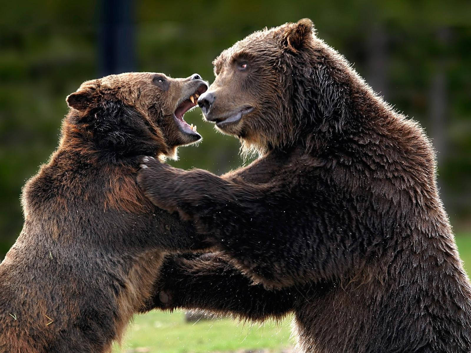 Kodiak 桌布 壁紙 — 兩隻棕熊在森林空地上用後腿站立，張開嘴巴進行緊張的對峙搏鬥。