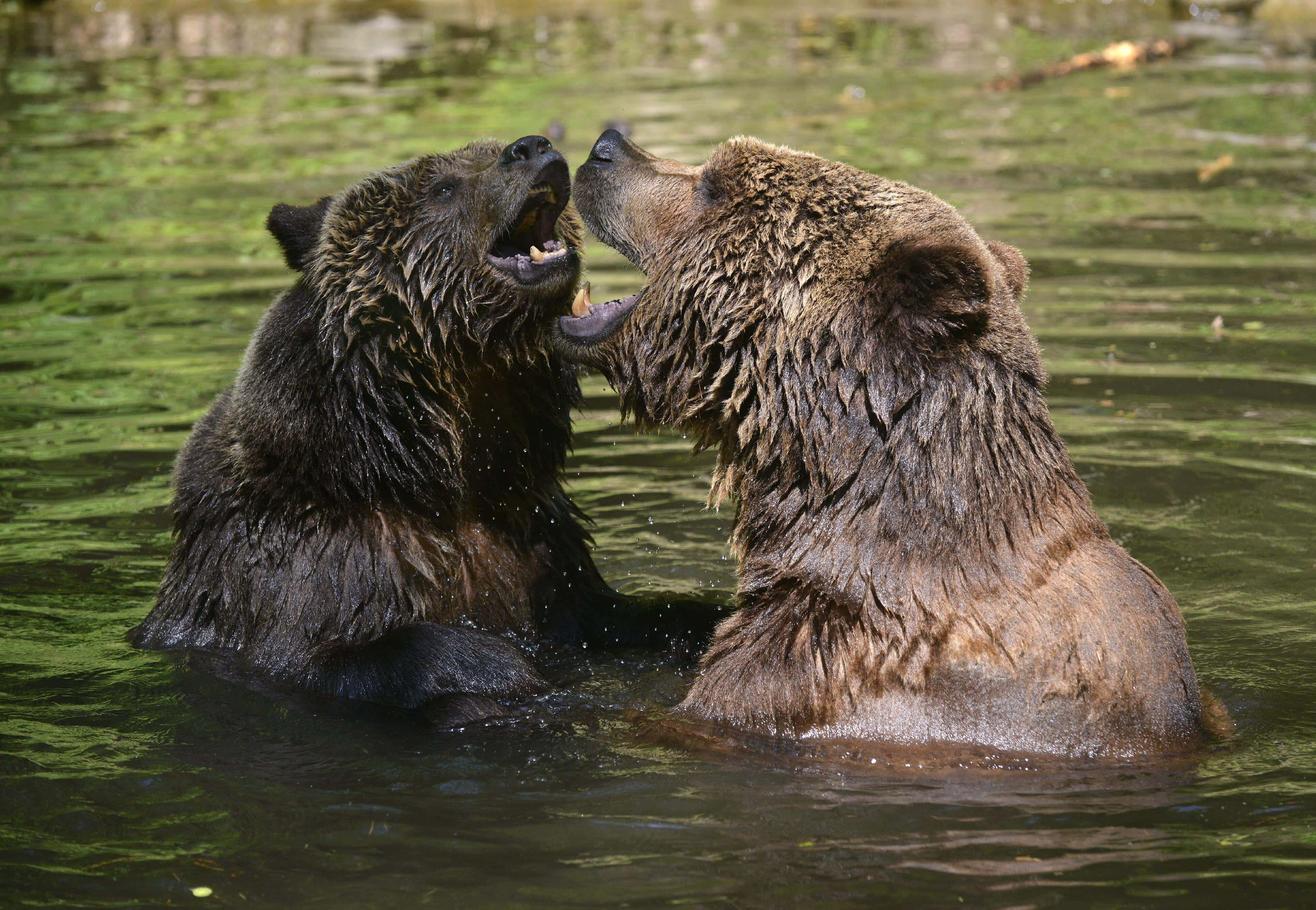Brown Bears 桌布 壁紙 — 兩隻棕熊在渾濁的綠色水中對峙，張開嘴巴，毛皮濕透。