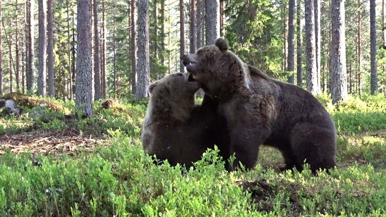 Bear Attack 桌布 壁紙 — 兩隻棕熊在陽光明媚的松樹林空地中嬉戲摔跤，周圍環繞著高大的樹木和綠色灌木叢。