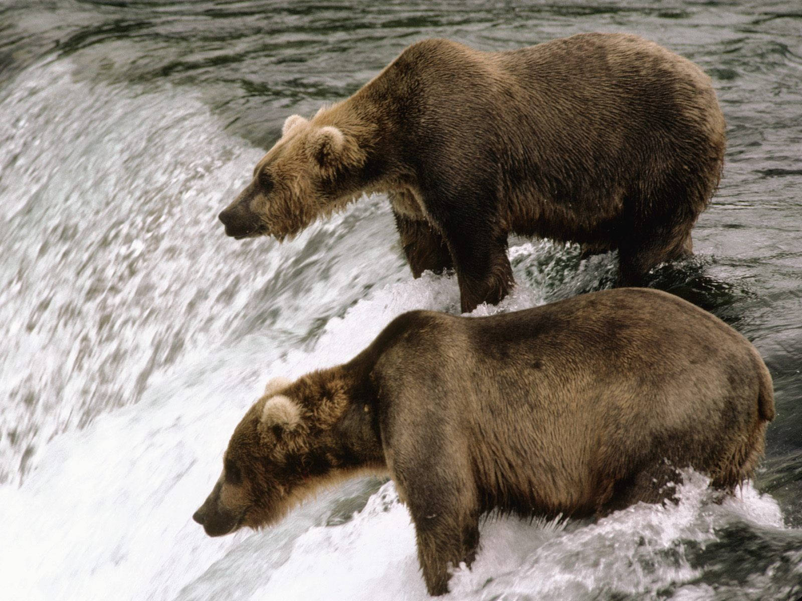 animals 桌布 壁紙 — 兩隻棕熊涉水而過湍急的河水，在牠們強壯的身體周圍形成白色的泡沫急流。