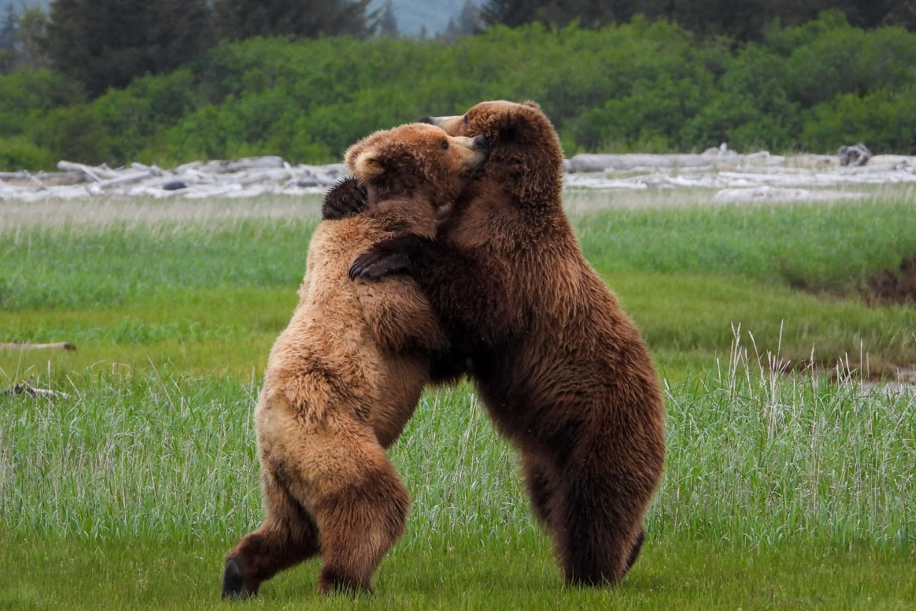Brown Bears 桌布 壁紙 — 兩隻棕熊用後腿站立擁抱，身後是茂密的綠色草地和樹木繁茂的山丘。