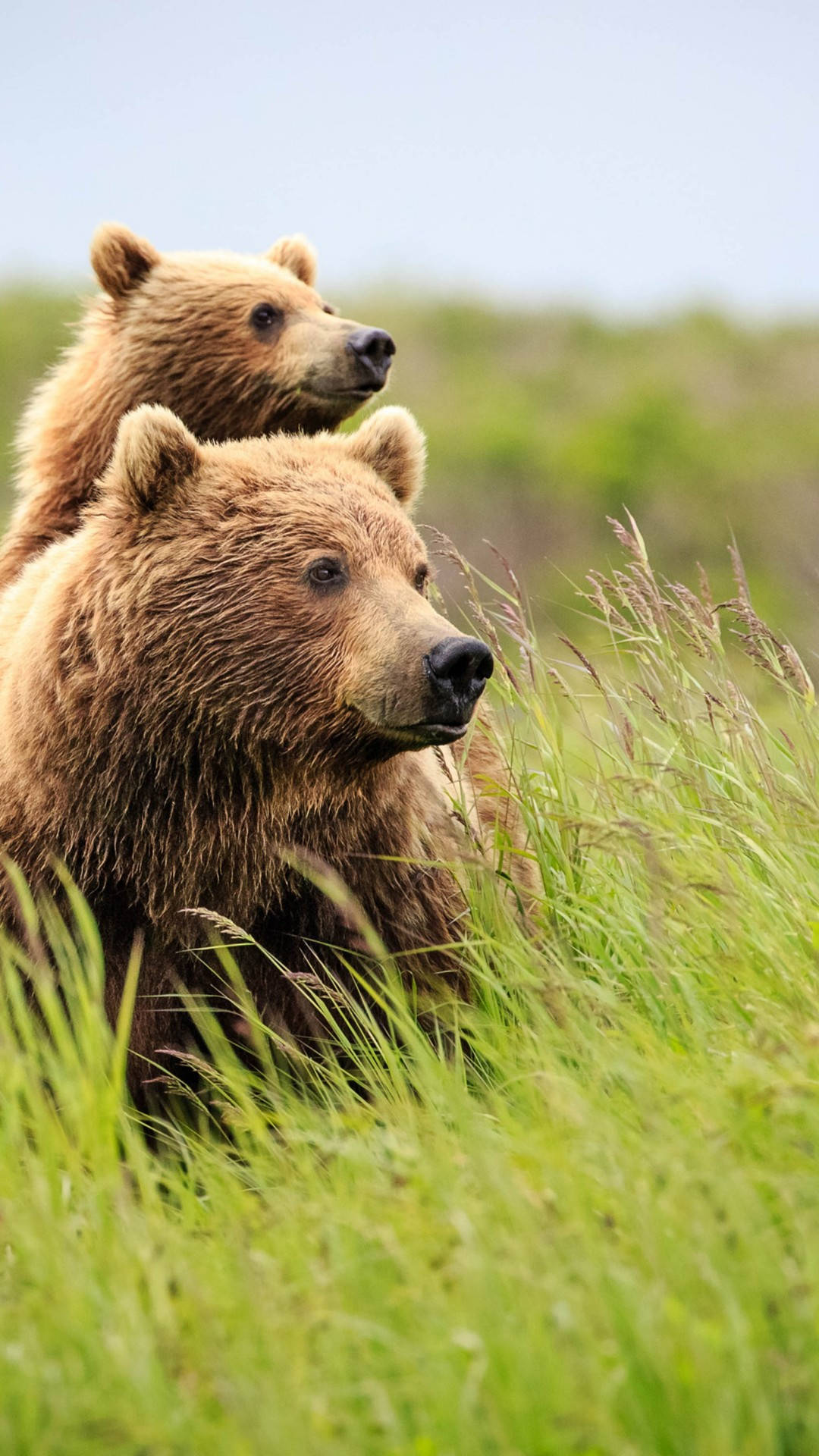Cute Brown Bear 桌布 壁紙 — 兩隻棕熊警覺地坐在高高的綠草中，天空蒼白，毛髮細緻，眼睛專注地望向前方。
