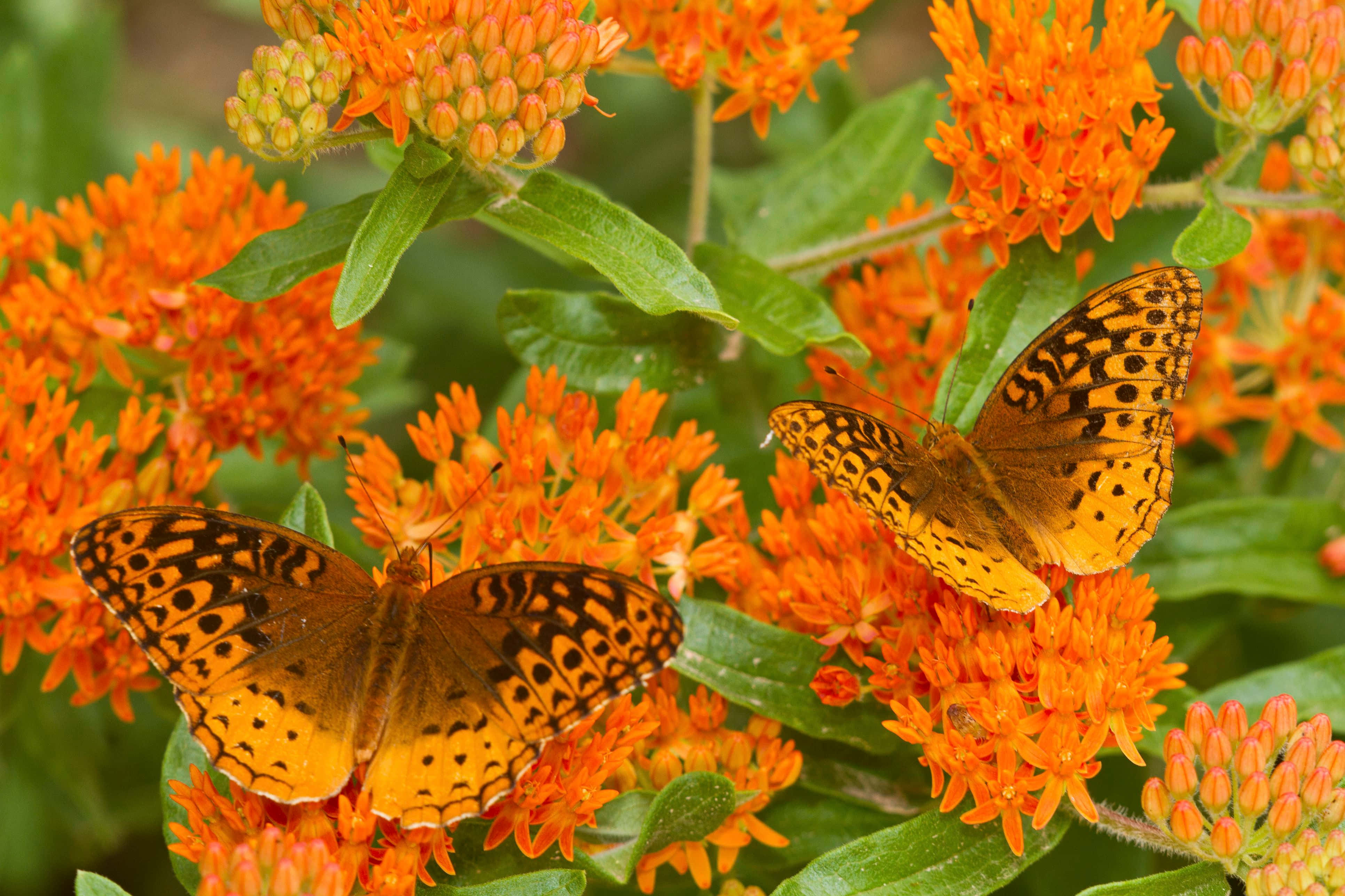 Butterfly Weed 桌布 壁紙 — 兩隻橙色和黑色的蝴蝶精緻地停留在鮮豔的橙色馬利筋花上，周圍是茂盛的綠葉。