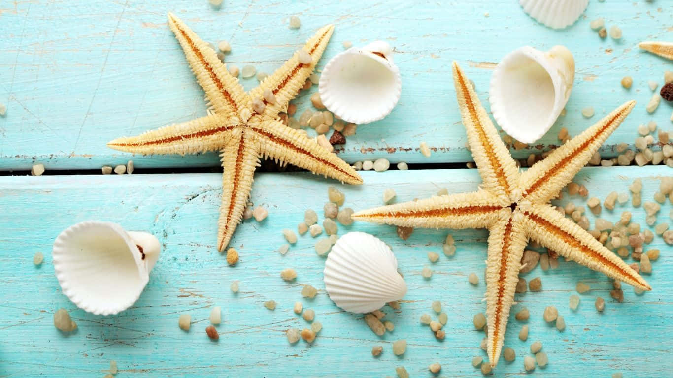 Seashell 桌布 壁紙 — 兩隻橙色的海星和散落的貝殼放在經風化的藍綠色木質表面上。