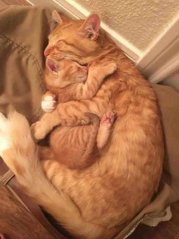 Hugging 桌布 壁紙 — 兩隻橙色虎斑貓在舒適的室內角落蜷縮入睡，光線柔和。