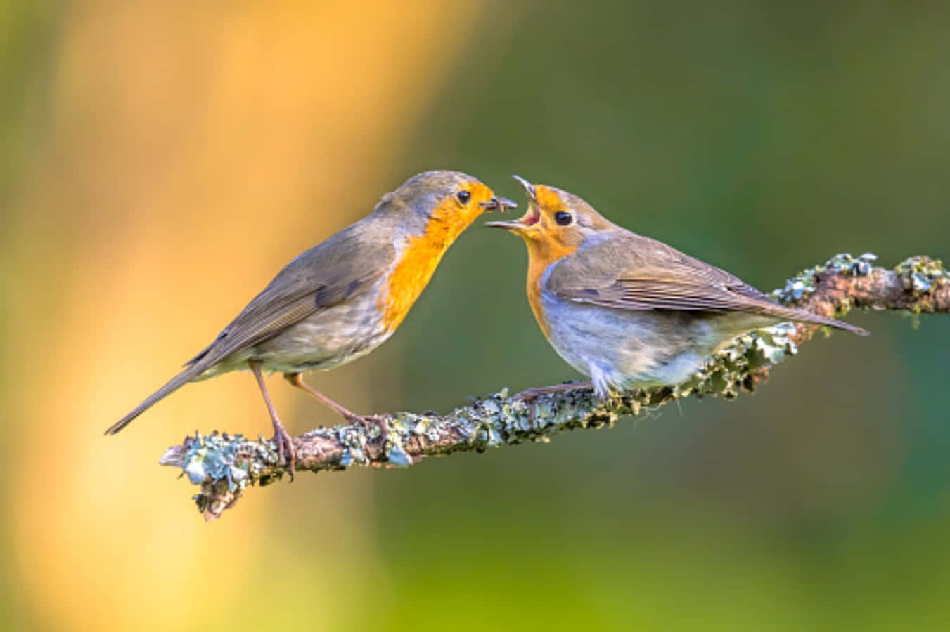 birds 桌布 壁紙 — 兩隻歐洲知更鳥棲息在長滿地衣的樹枝上，鳥喙輕觸，在柔和模糊的森林背景下展現溫柔一刻。