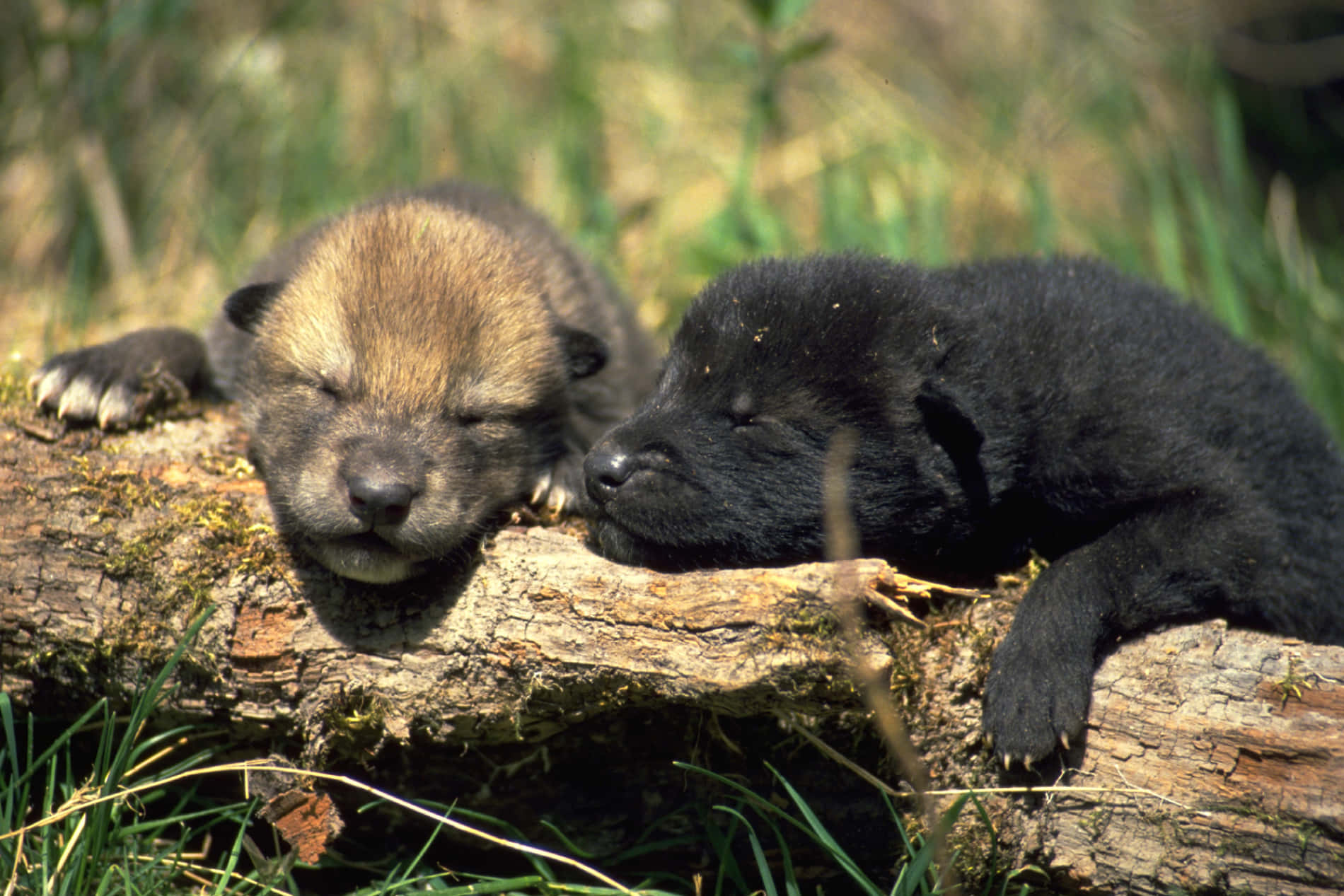Wolf Pup 桌布 壁紙 — 兩隻正在睡覺的狼崽，一隻淺棕色，一隻黑色，在陽光照耀的草地上，安詳地休息在一根長滿苔蘚的木頭上。