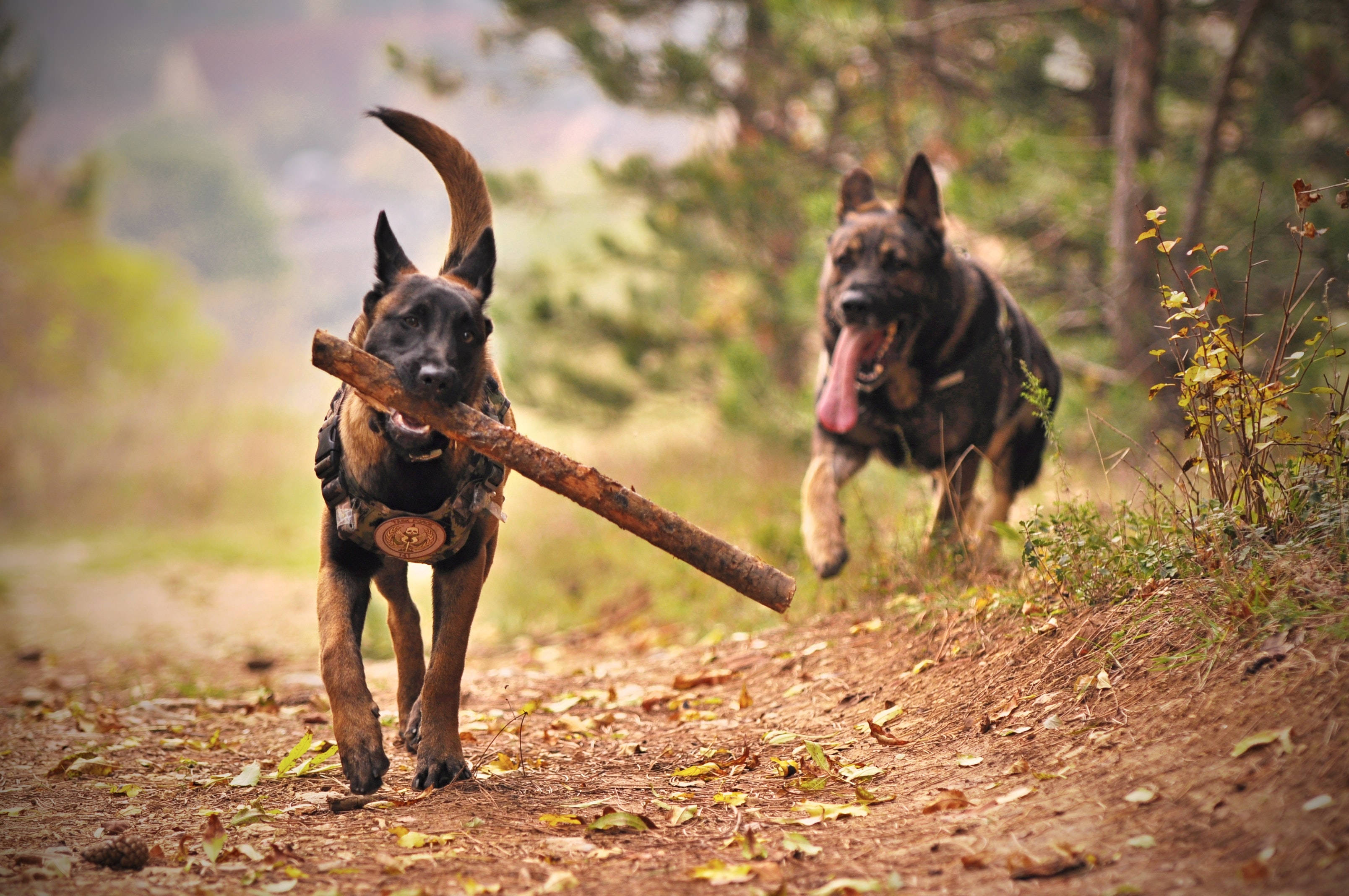 German Shepherd 桌布 壁紙 — 兩隻比利時瑪蓮萊犬在森林小徑上奔跑，一隻叼著大樹枝，另一隻高興地喘氣。