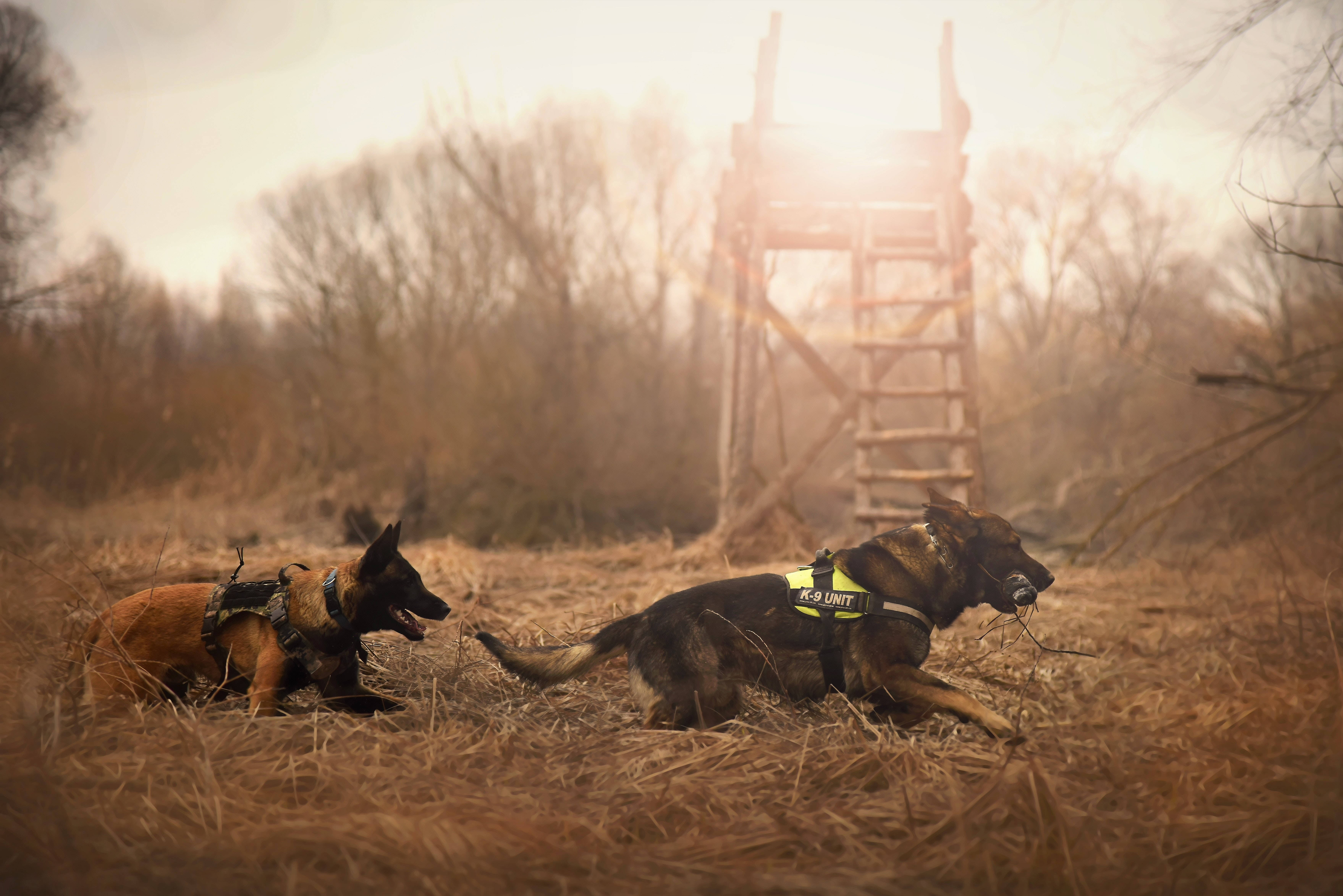 German Shepherd 桌布 壁紙 — 兩隻比利時瑪蓮萊警犬穿著戰術裝備，在黃金時段於木塔附近的乾草中休息。