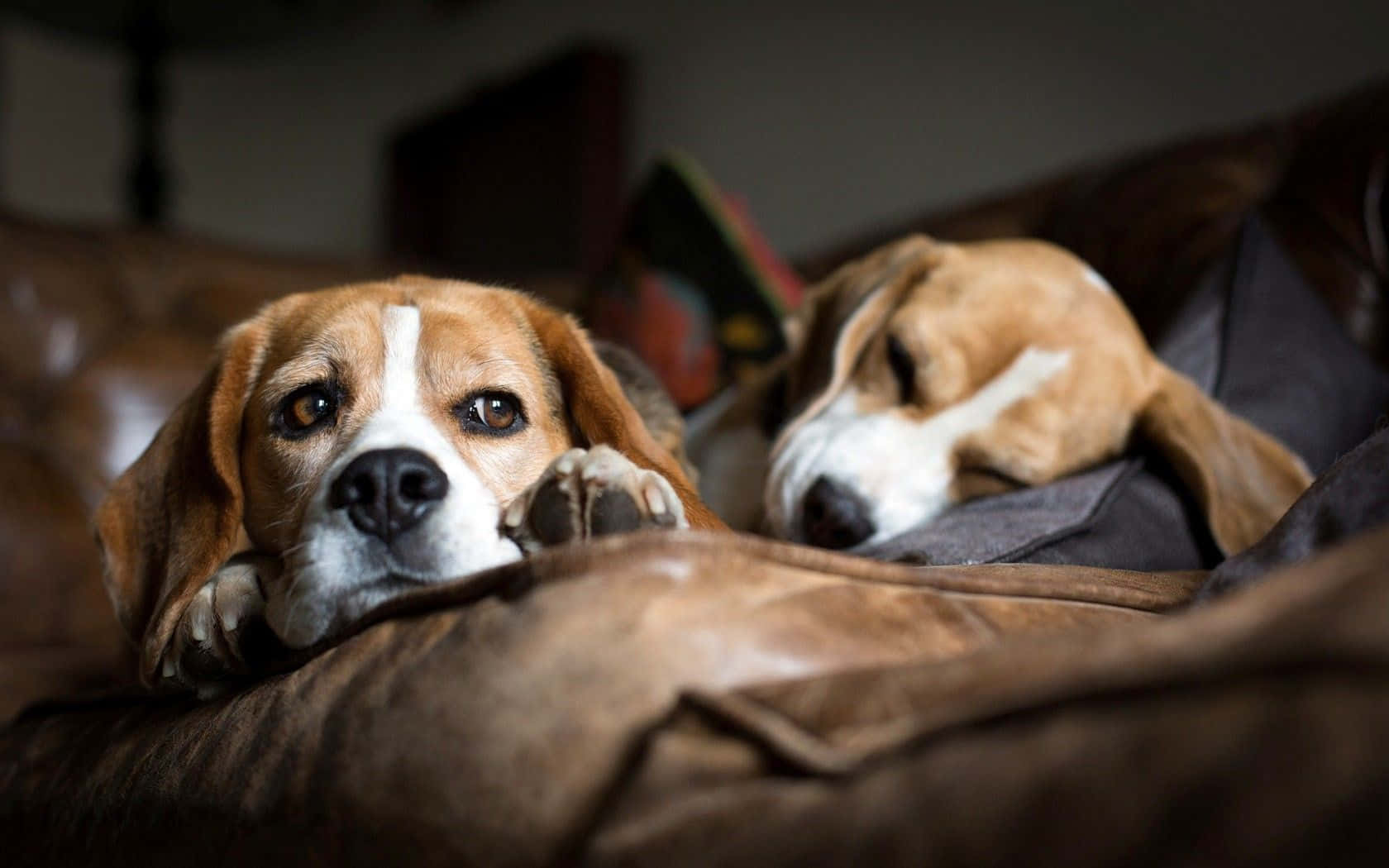 Beagle Dogs 桌布 壁紙 — 兩隻比格犬在一張棕色皮沙發上休息，一隻醒著向前凝視，另一隻閉著眼睛睡著了。