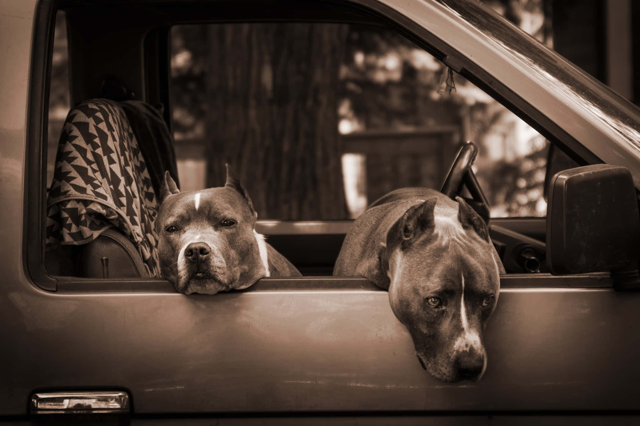 動物 桌布 壁紙 — 兩隻比特犬在復古色調的照片中，平靜地從車窗探出頭來。