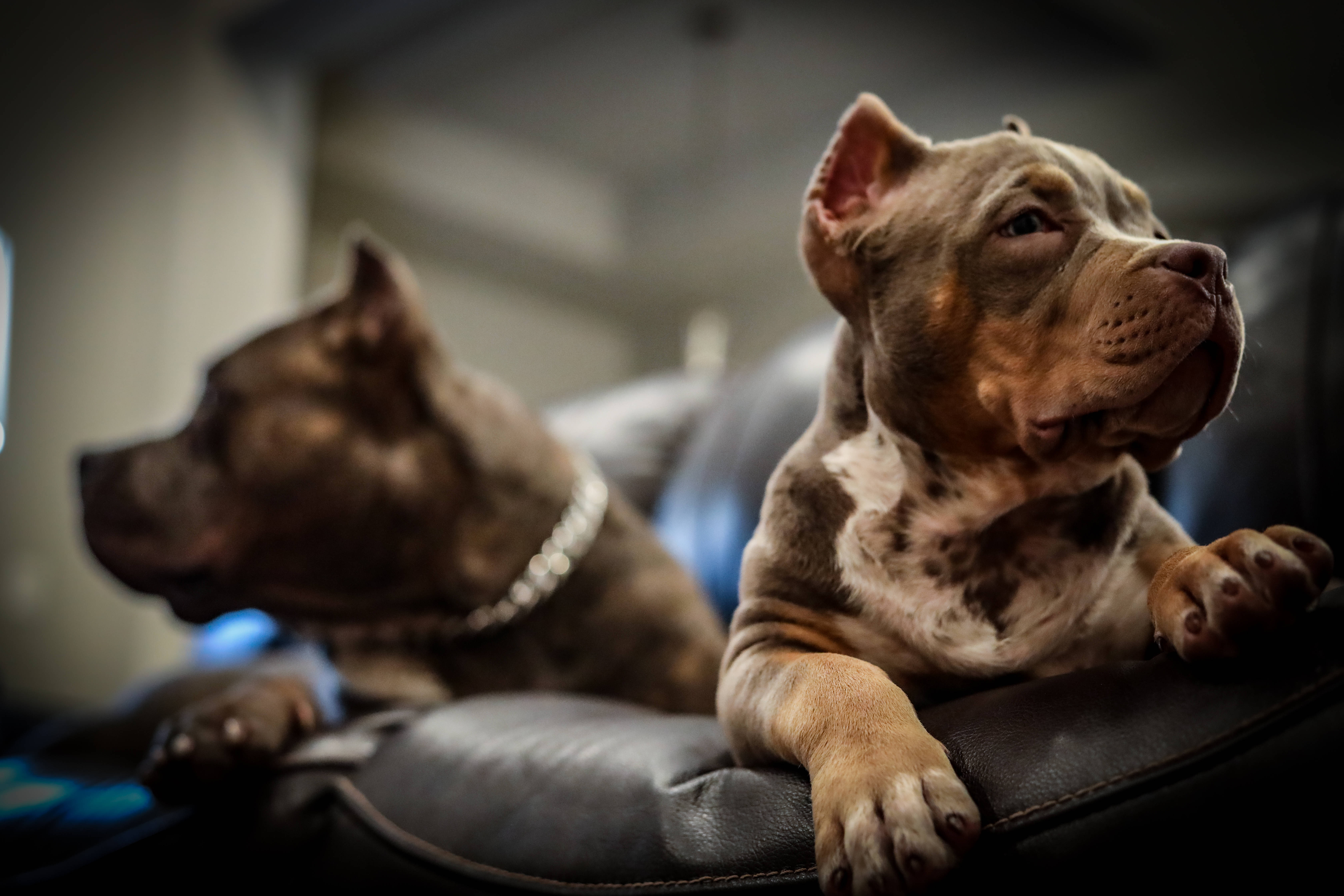 Pitbull 桌布 壁紙 — 兩隻比特犬幼犬在皮沙發上休息，一隻警覺地向上看，另一隻在舒適的室內環境中向前凝視。
